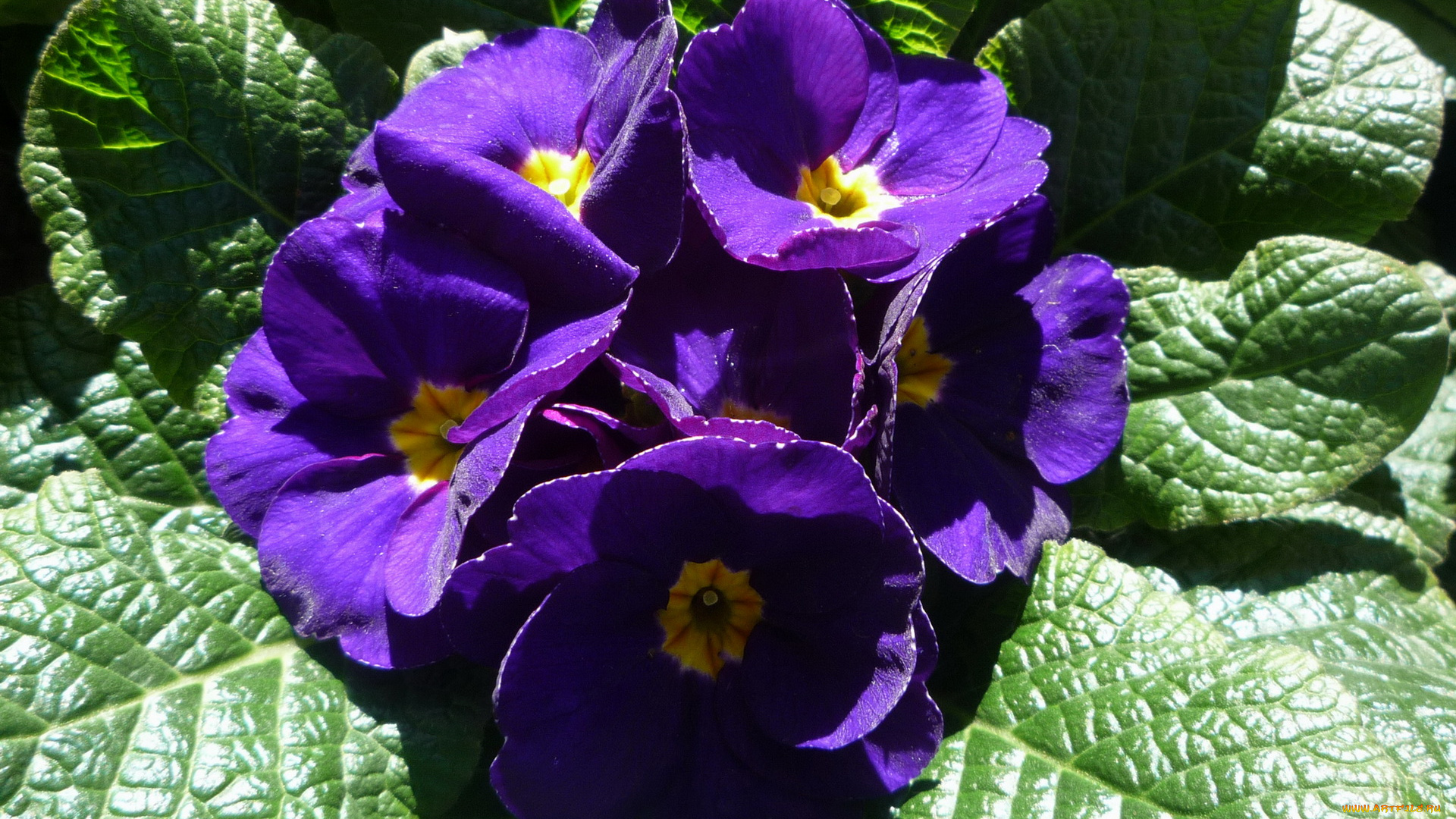 цветы, примулы, фиалка