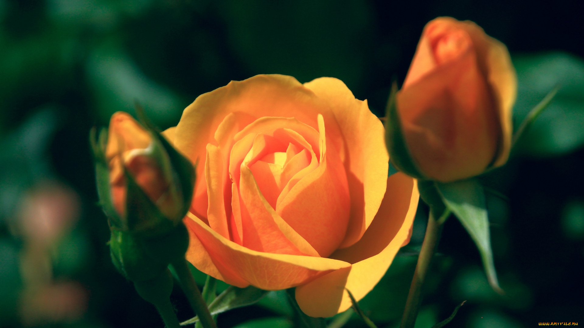 цветы, розы, оранжевый