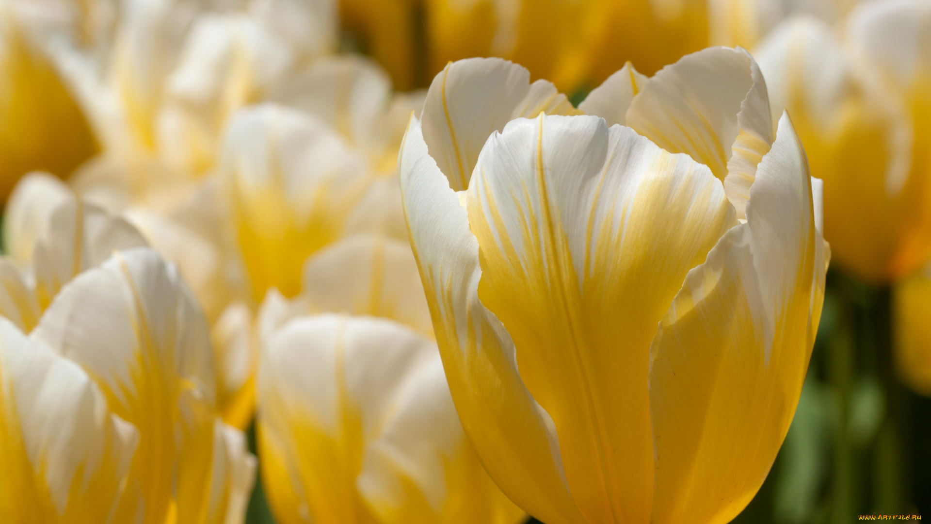 цветы, тюльпаны, желтый