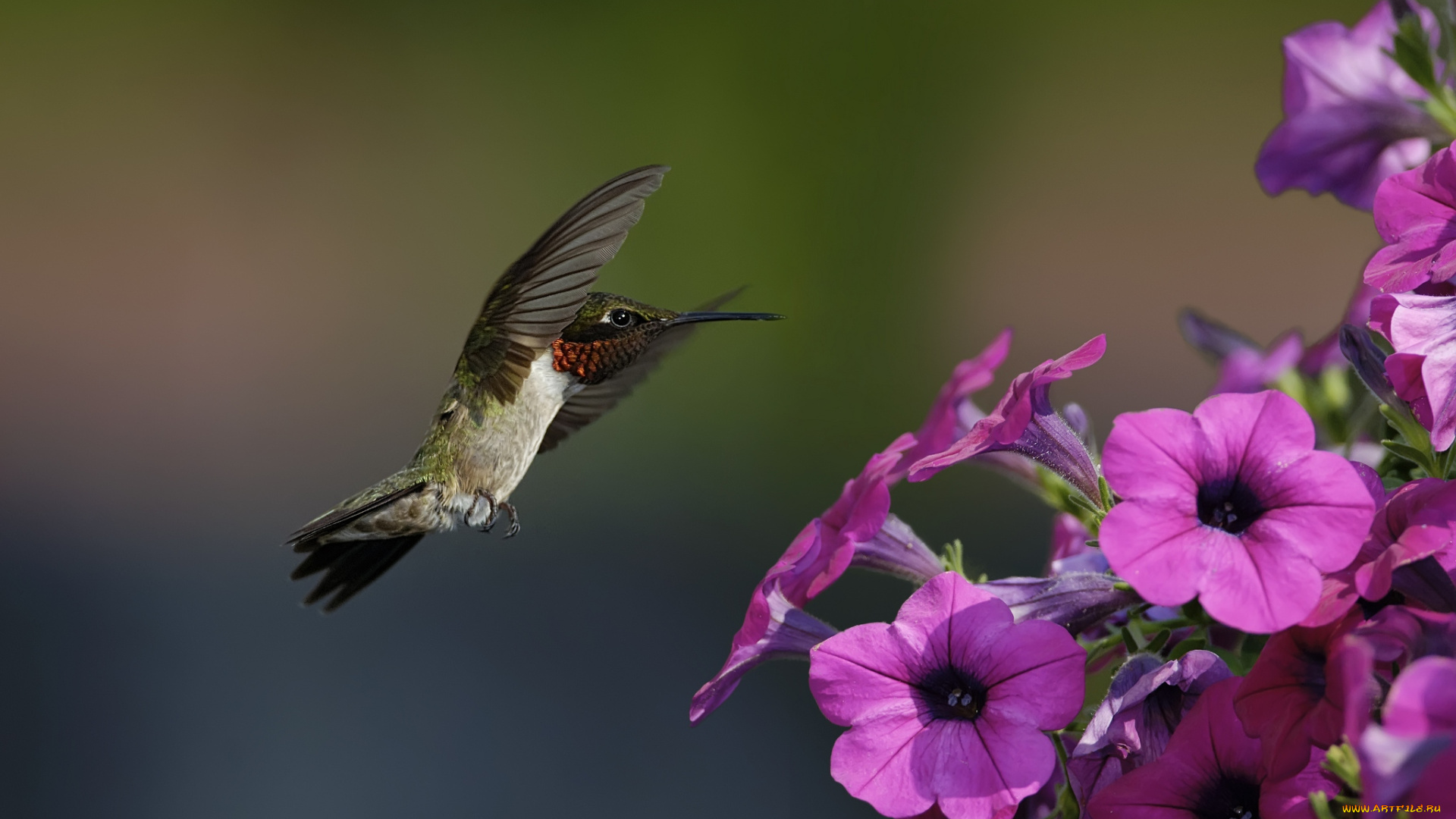 животные, колибри, кроха, полет, петуния