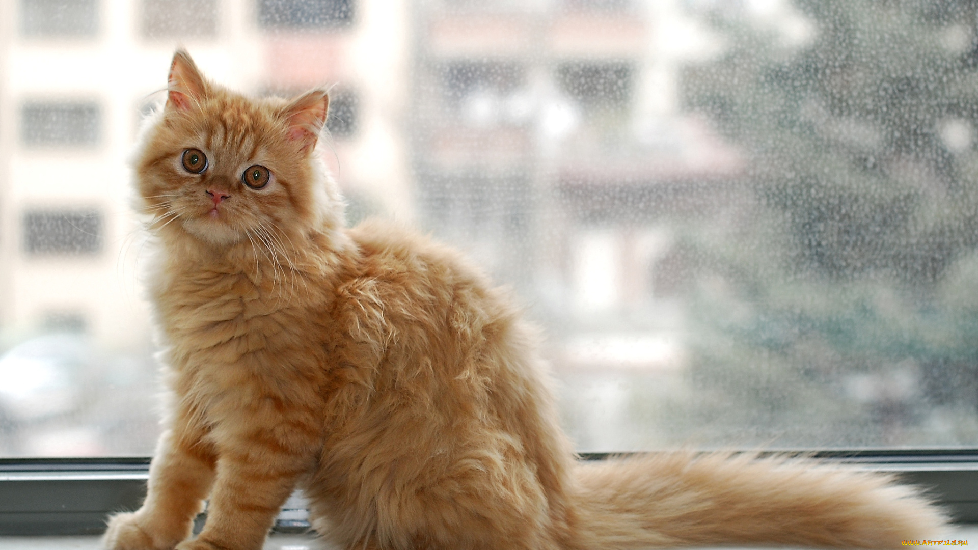 животные, коты, окно, рыжий