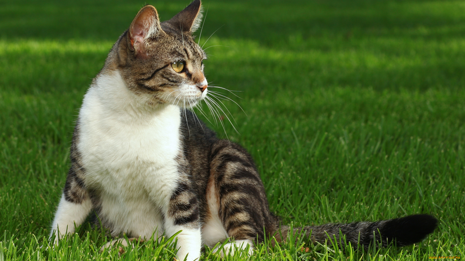 животные, коты, трава, полосатая, киска