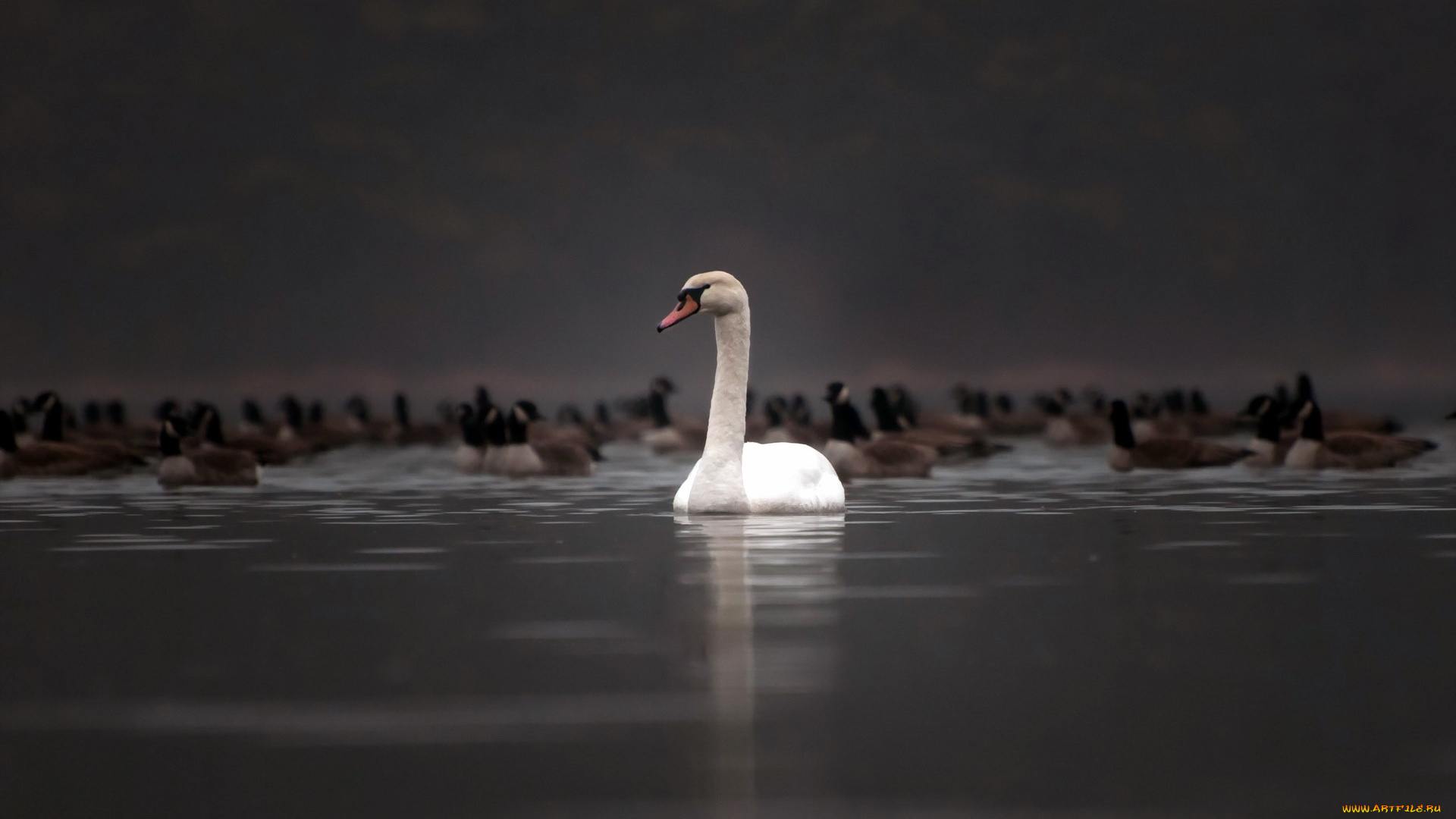 животные, лебеди, утки, природа, лебедь