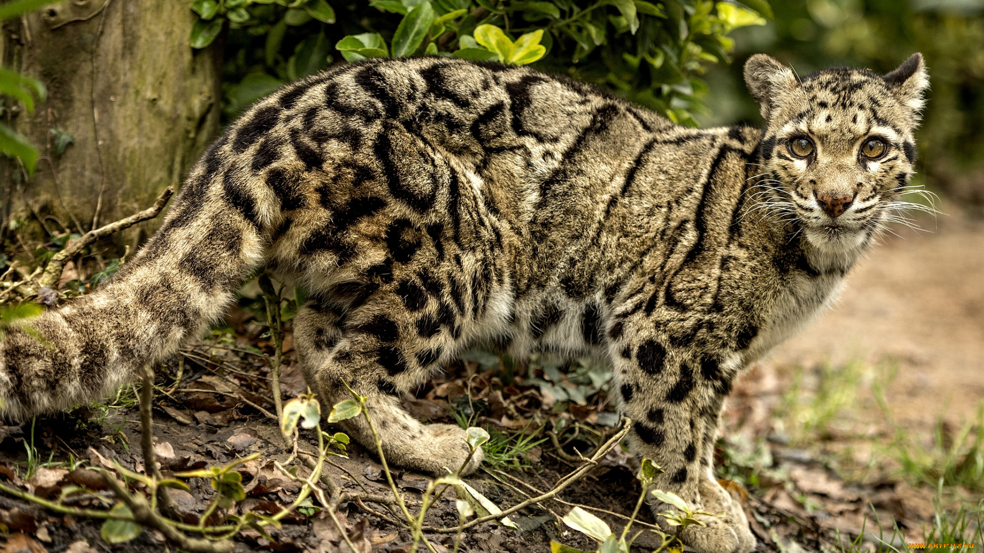 животные, леопарды, дымчатый, леопард