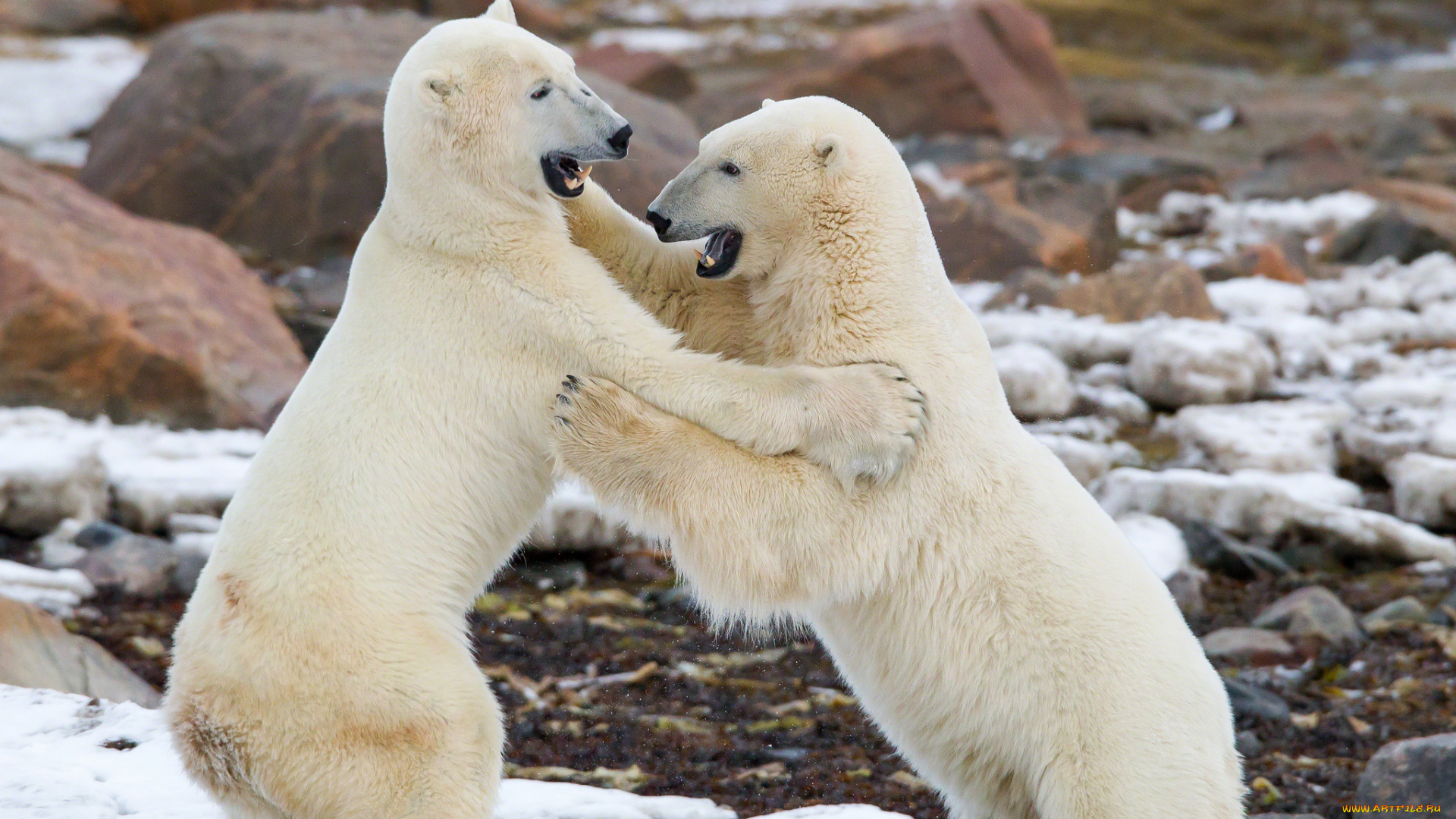 животные, медведи, схватка, спарринг, белые