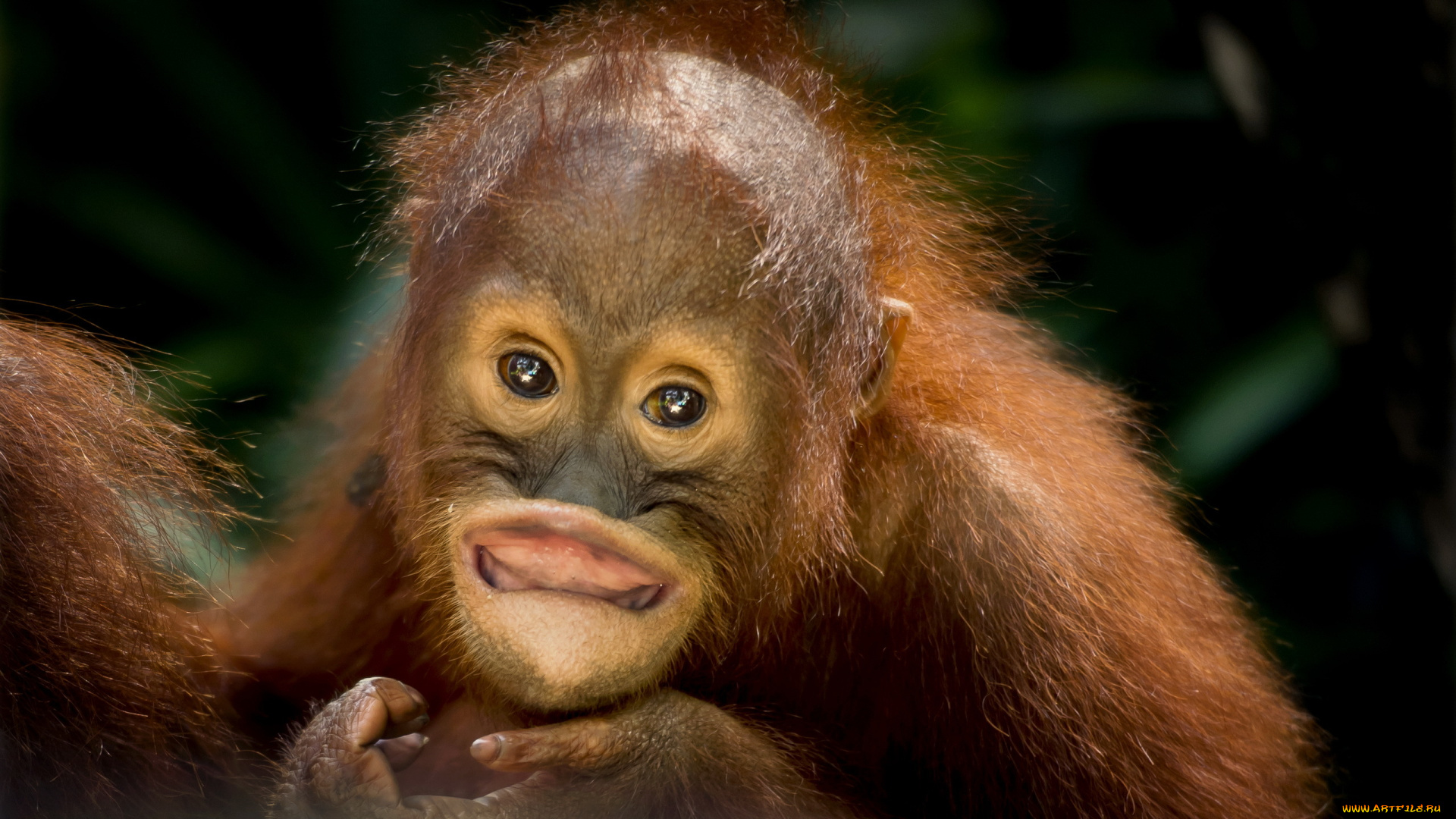 животные, обезьяны, природа, взгляд, обезьяна