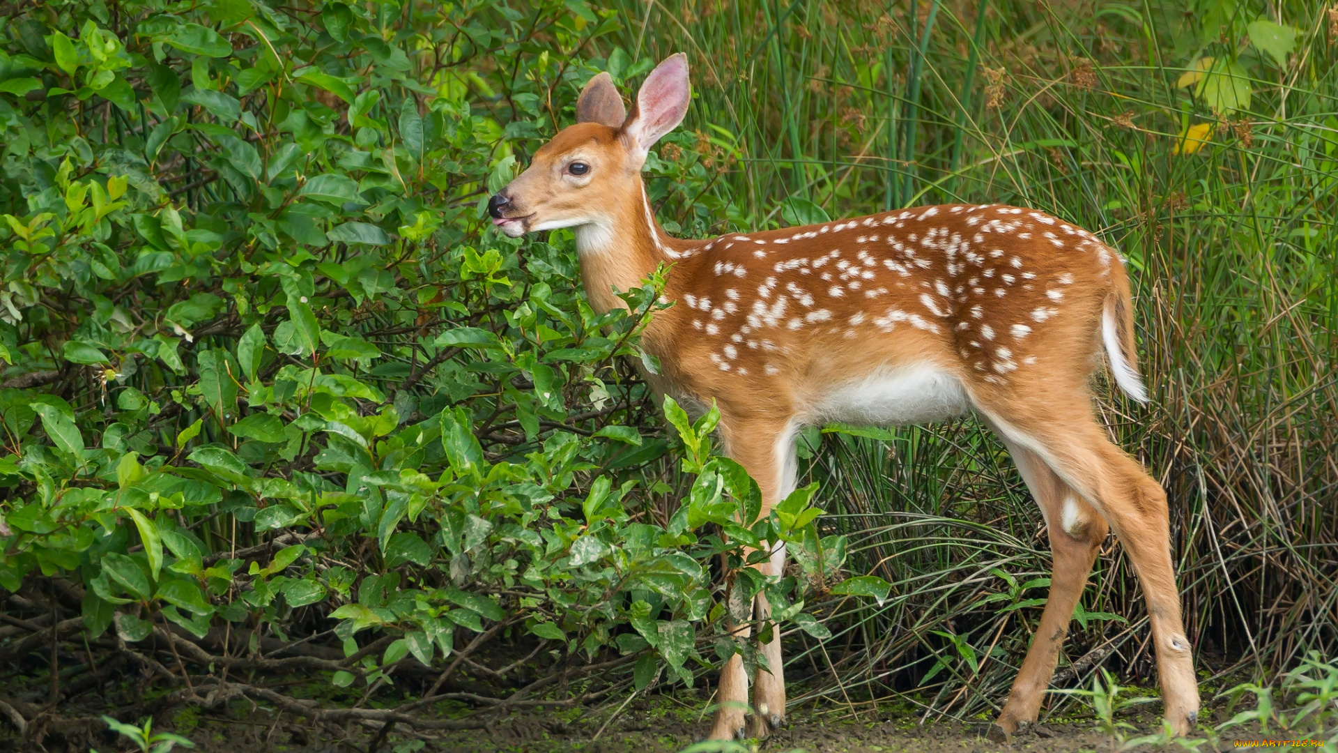 животные, олени, олененок