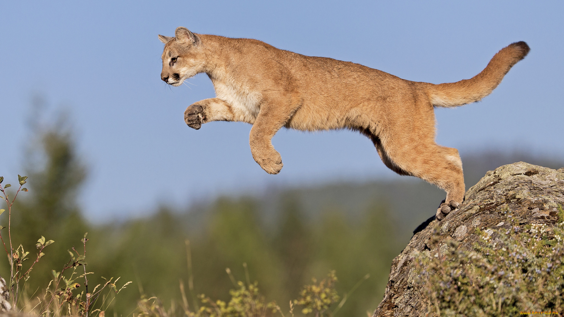 животные, пумы, камень, пума, скала, природа, прыжок, небо