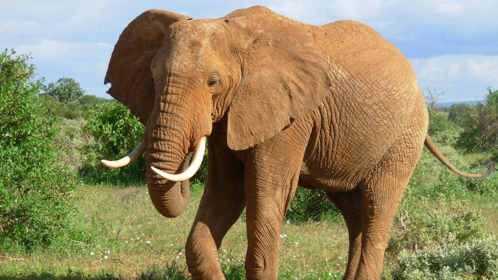 животные, слоны, бивни, слон