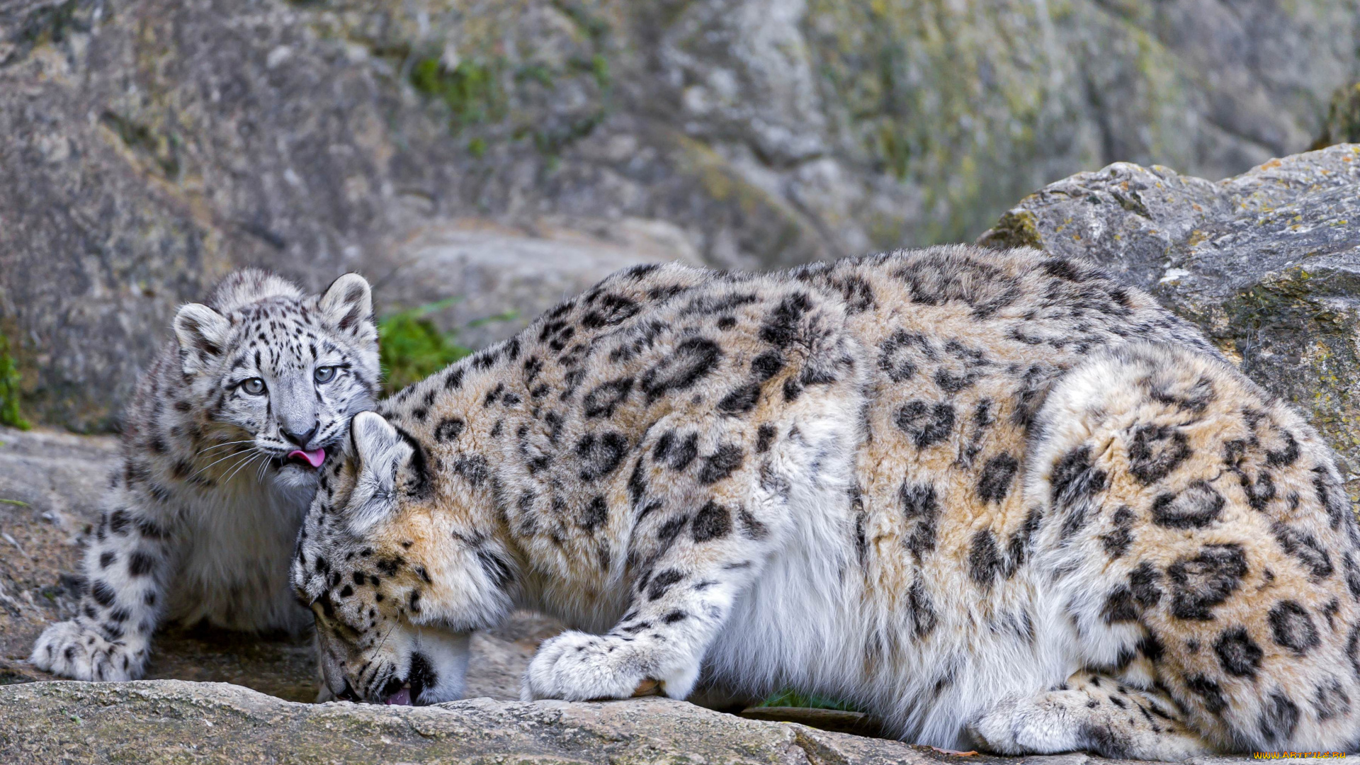 животные, снежный, барс, ирбис, малыш, мама