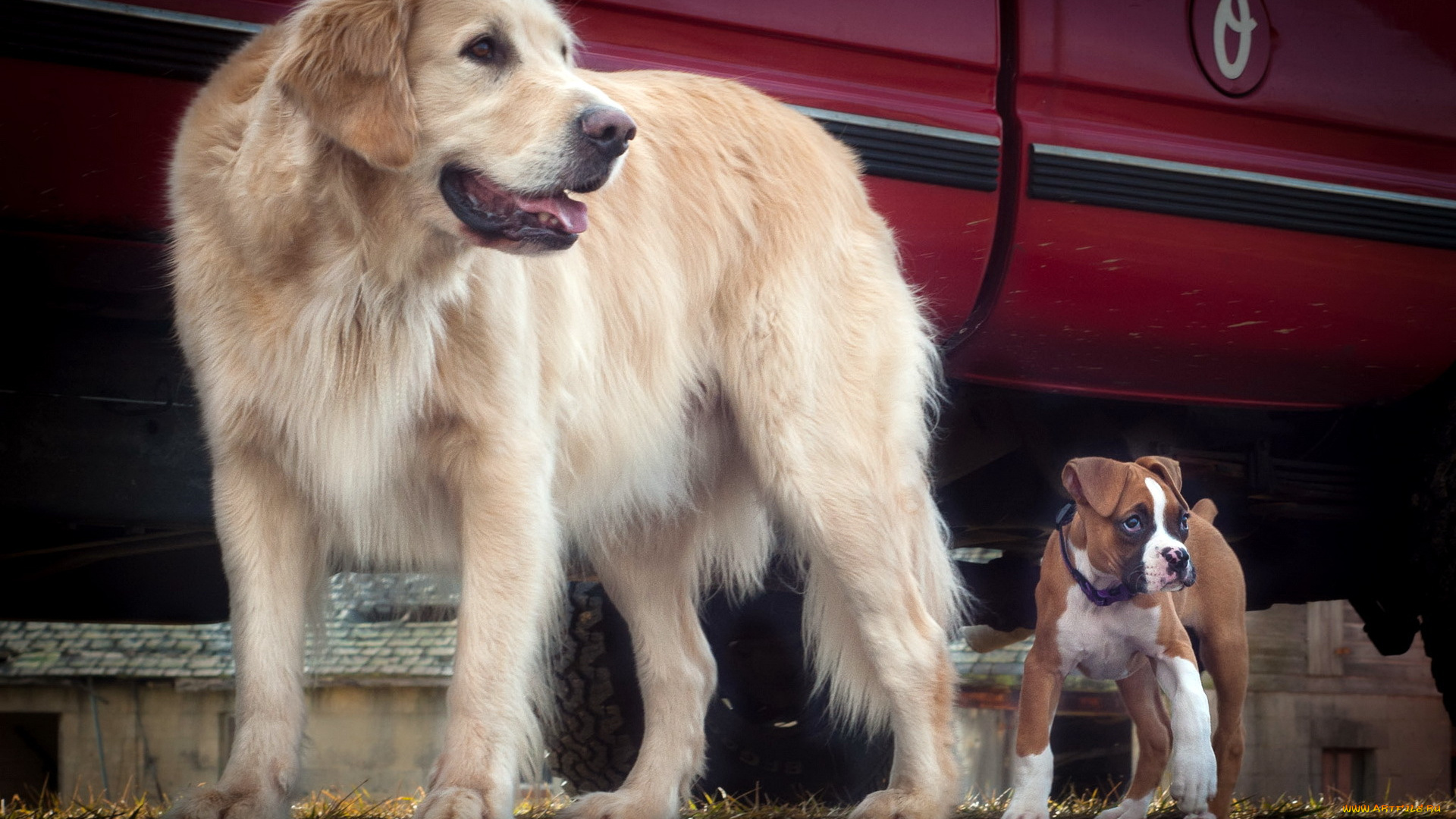животные, собаки, друзья, фон