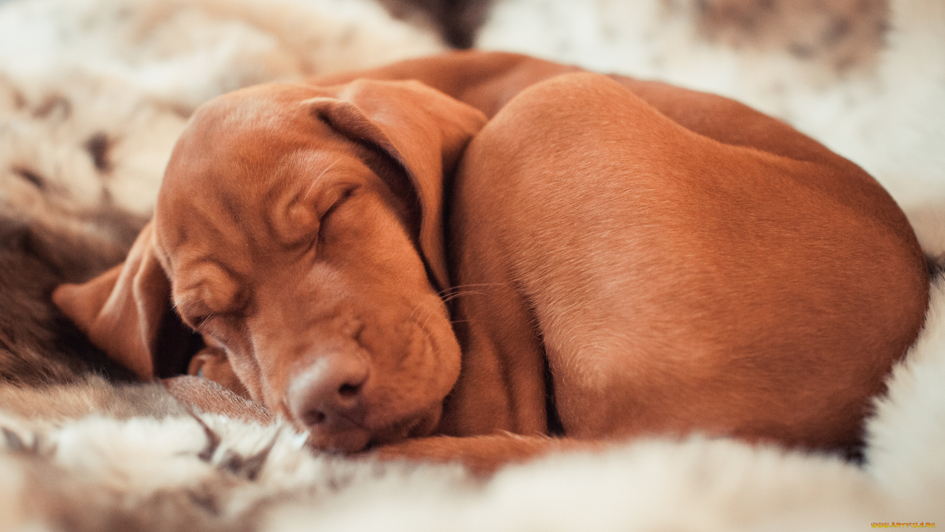 животные, собаки, охотничья, венгерская, легавая