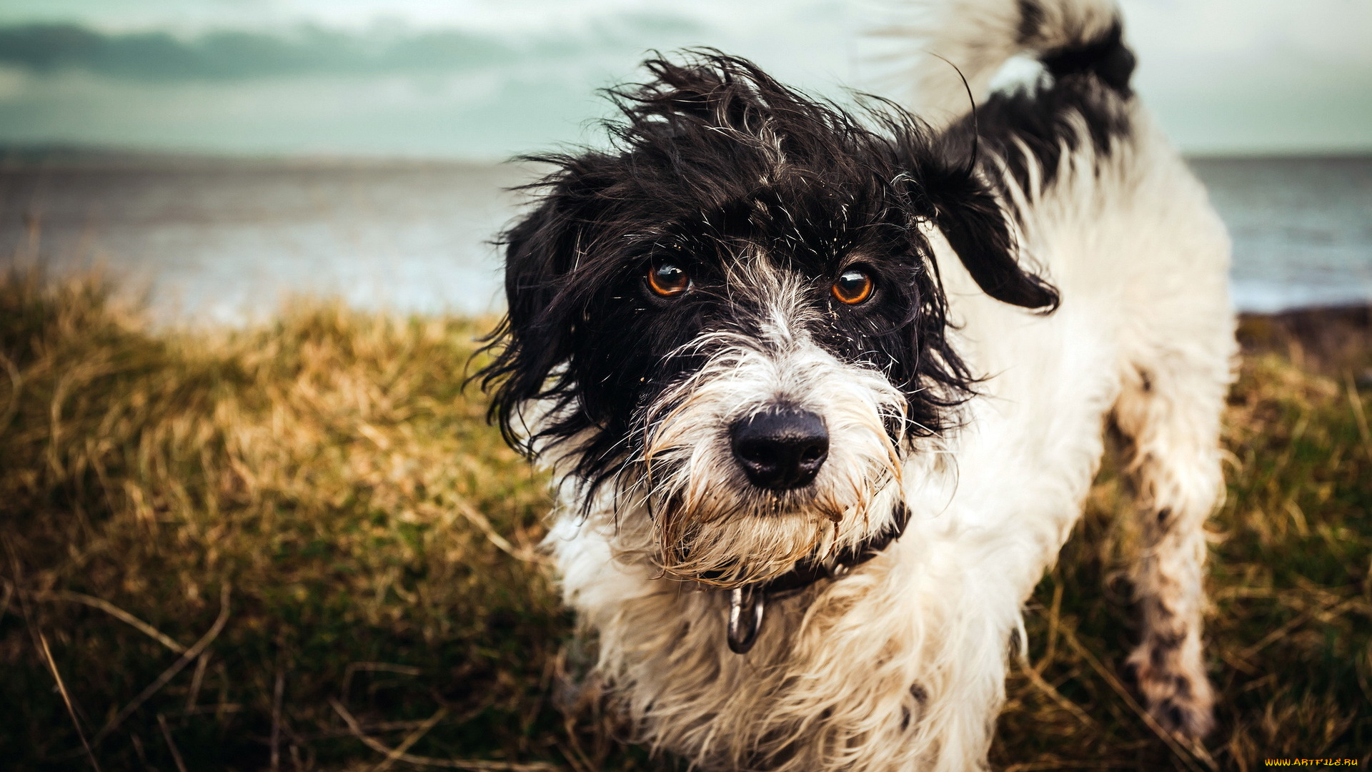 животные, собаки, собака, взгляд