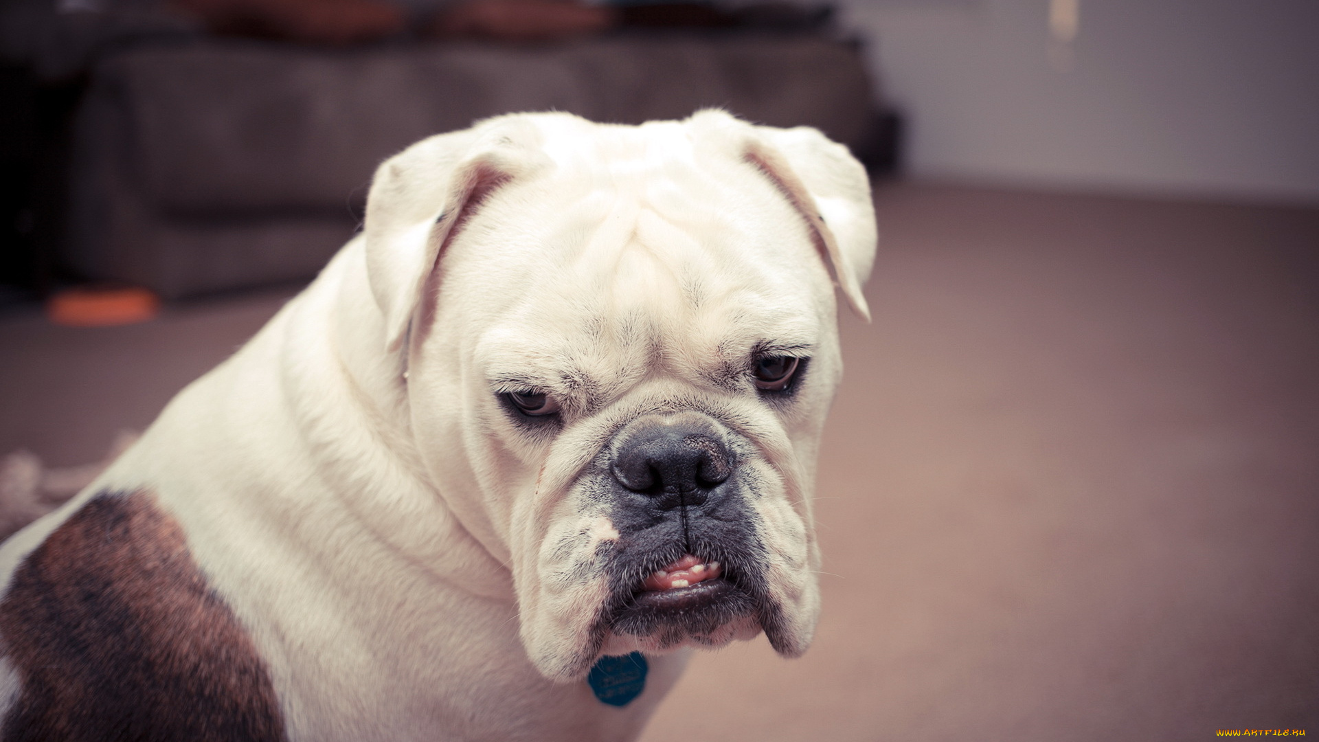 животные, собаки, взгляд, собака