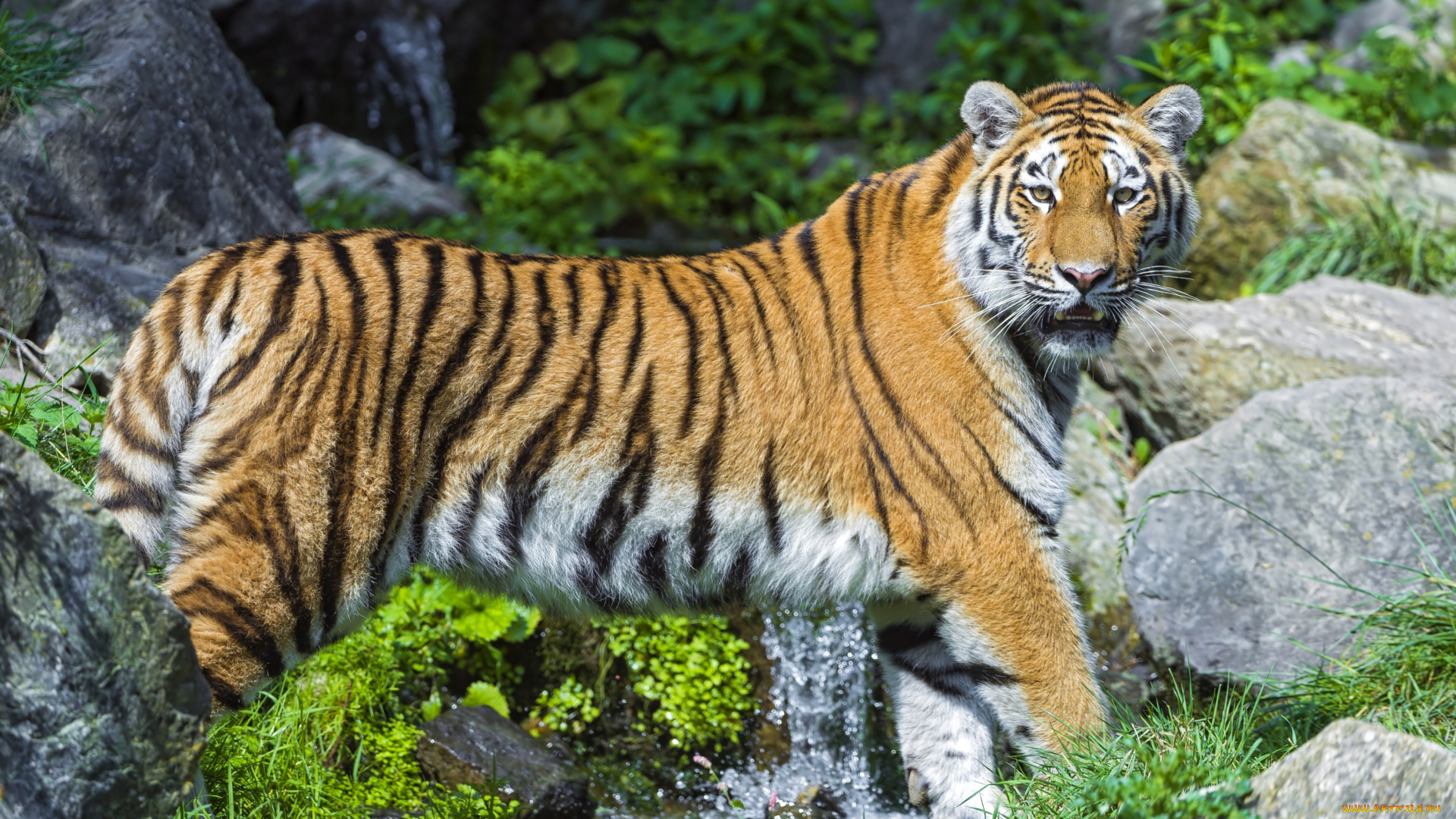 животные, тигры, хищник, красавица