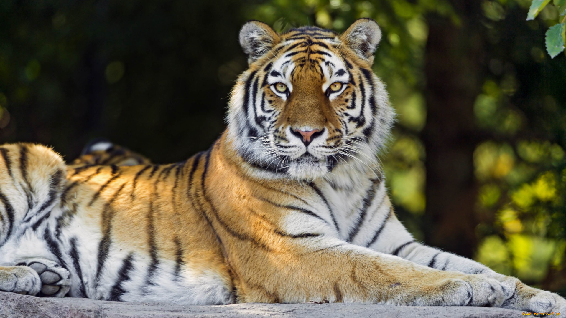 животные, тигры, сила, красавица, тигрица