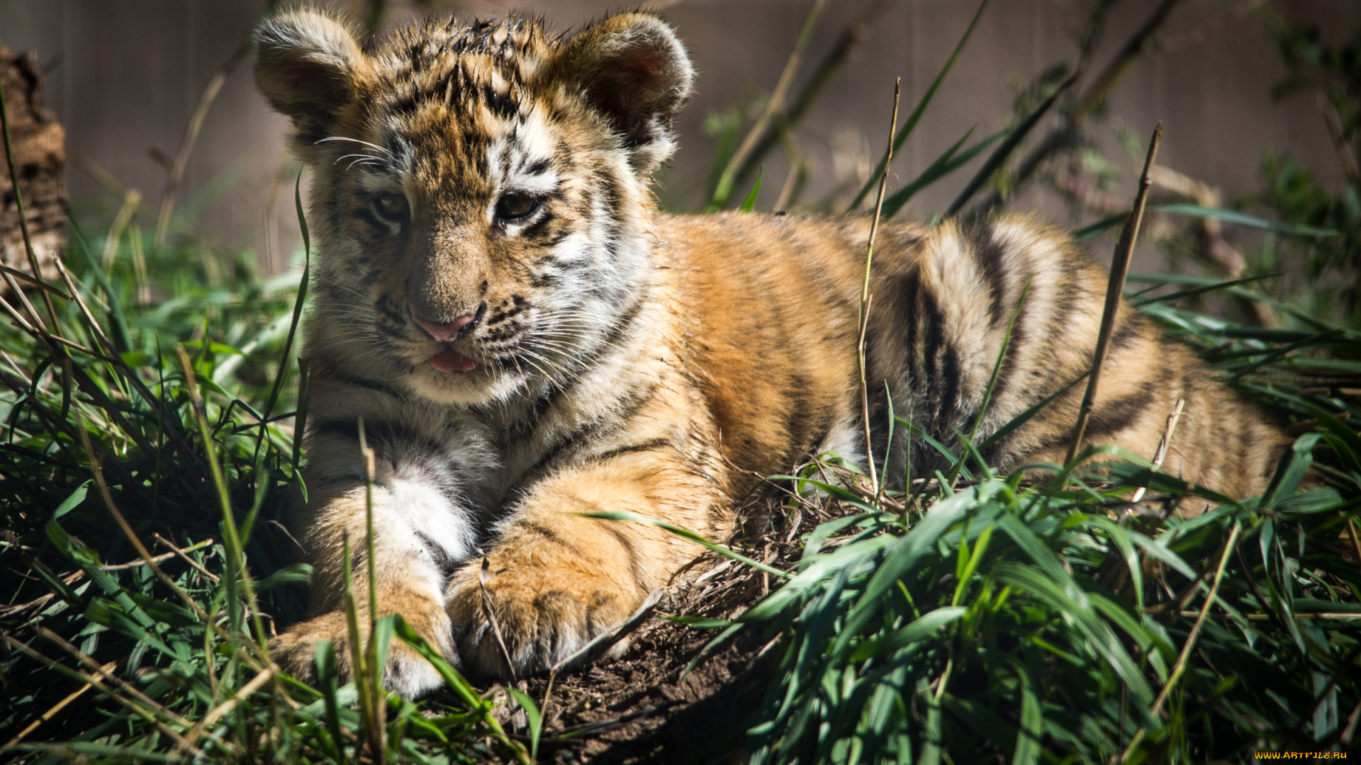 животные, тигры, тигренок