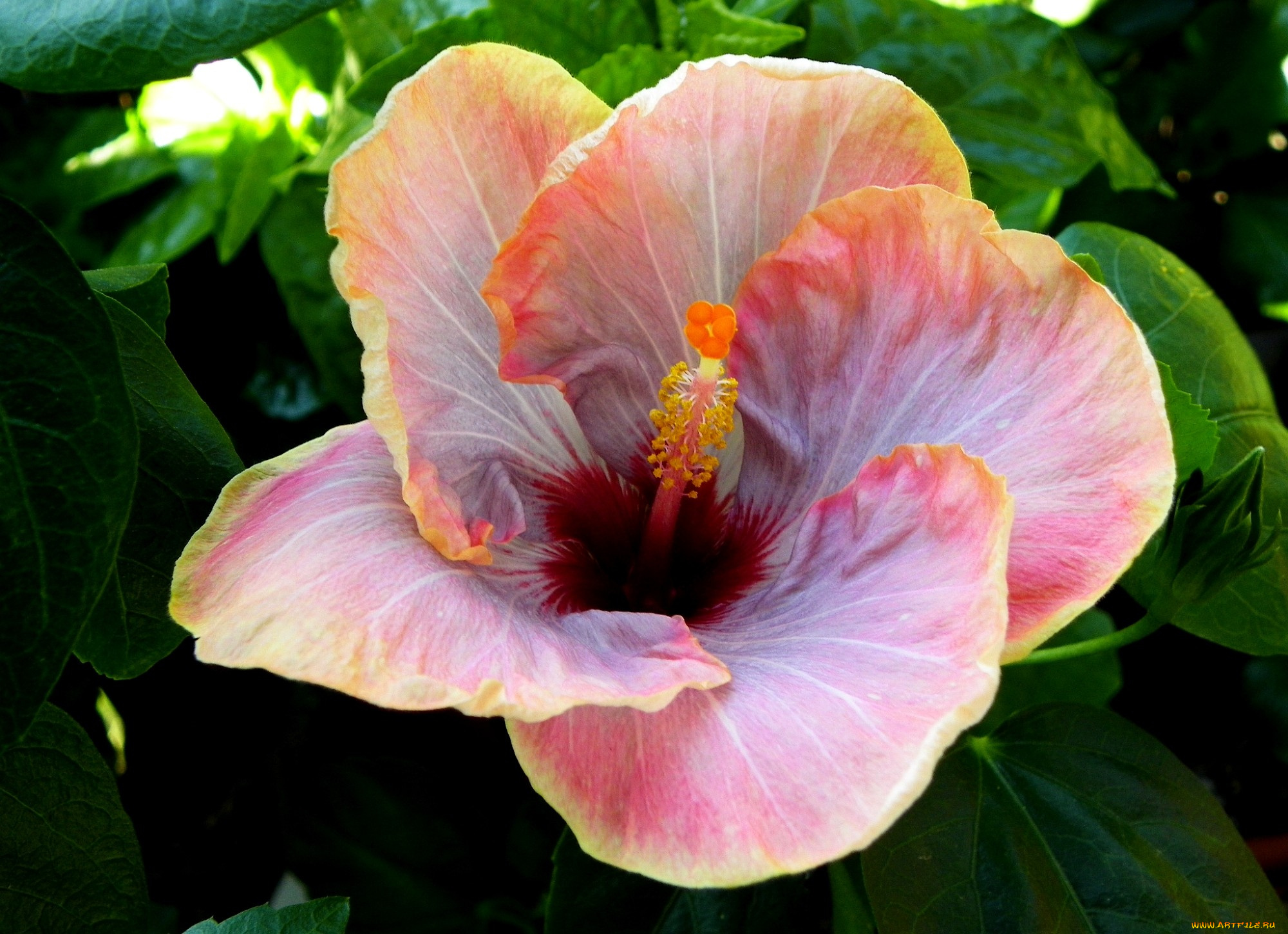 цветы, гибискусы, лепестки