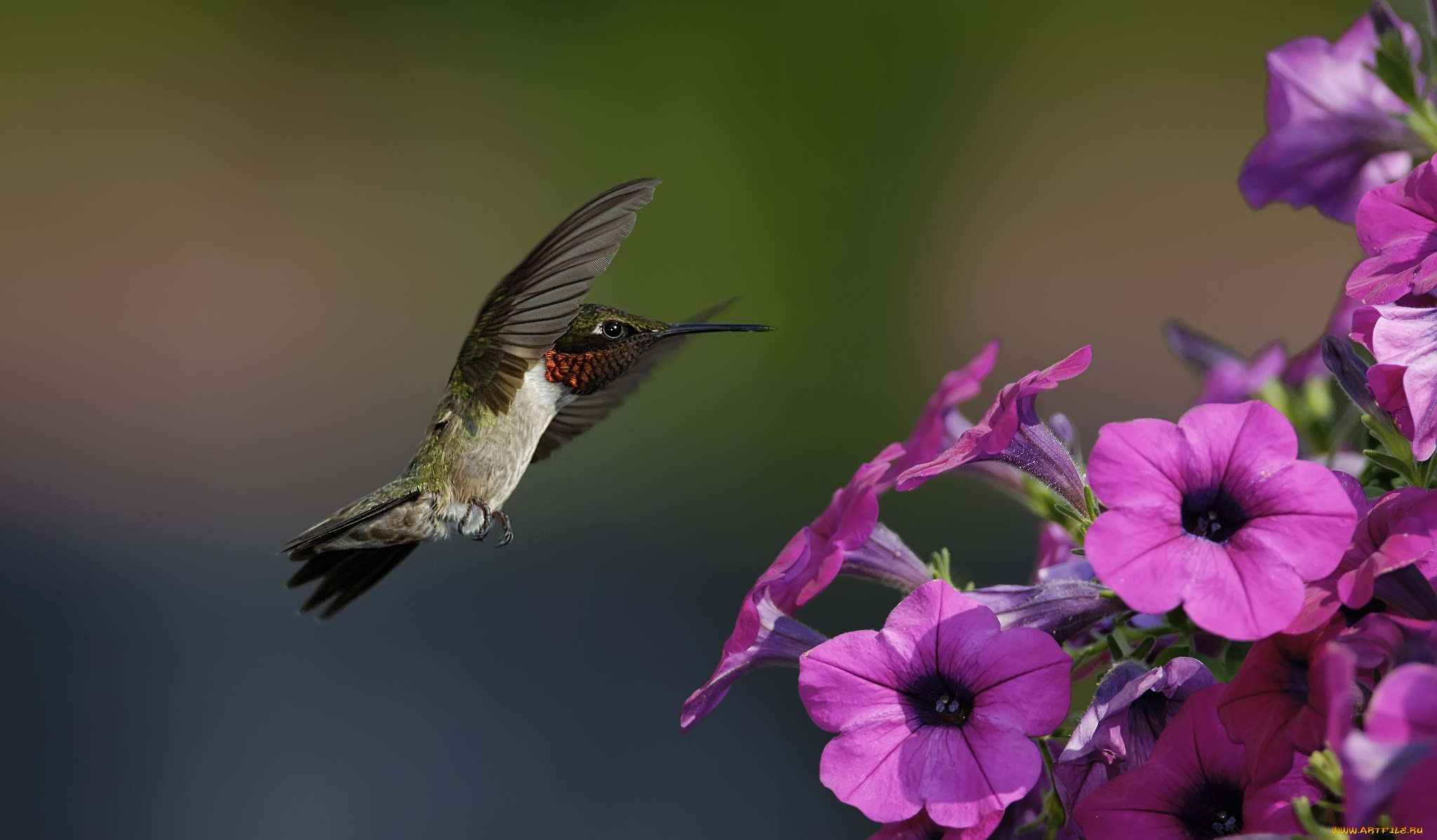 животные, колибри, кроха, полет, петуния