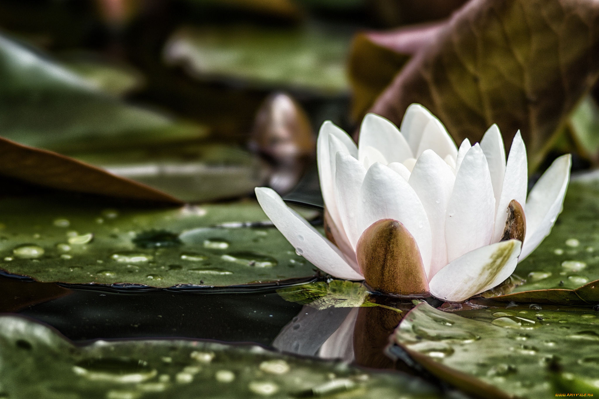 цветы, лилии, водяные, нимфеи, кувшинки, белый, вода