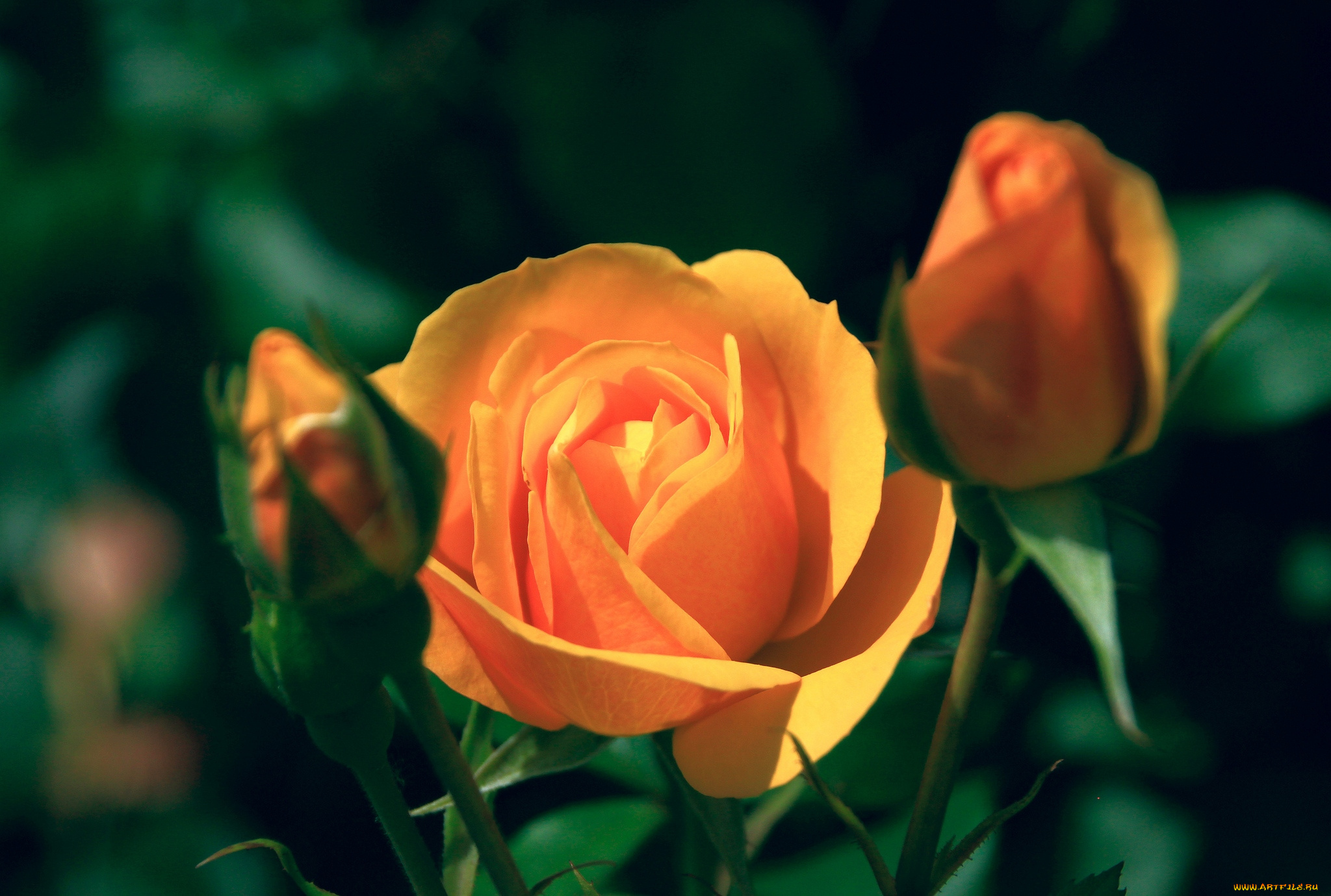 цветы, розы, оранжевый