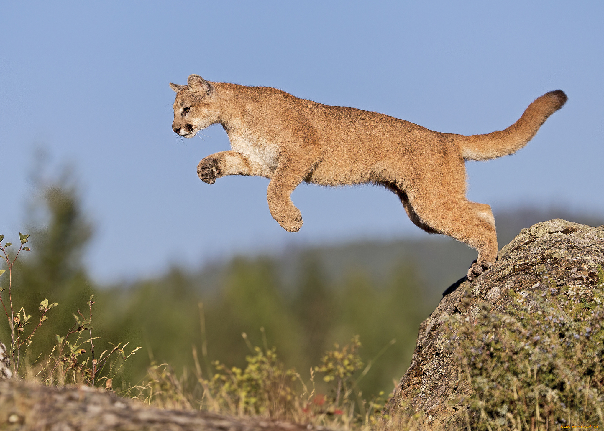 животные, пумы, камень, пума, скала, природа, прыжок, небо