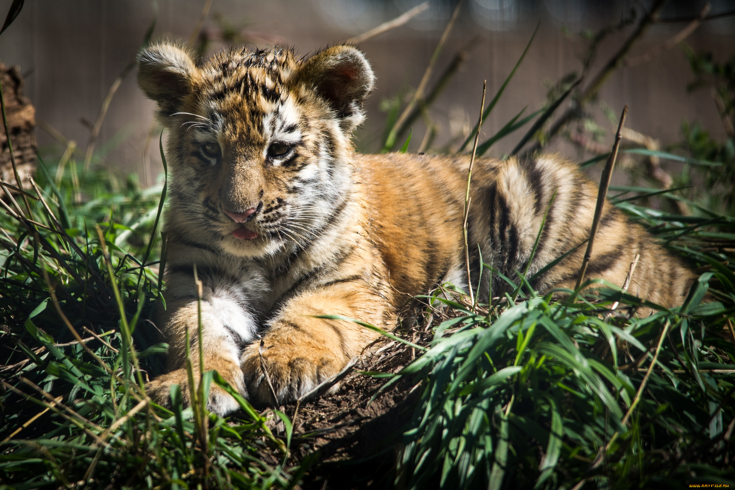 животные, тигры, тигренок