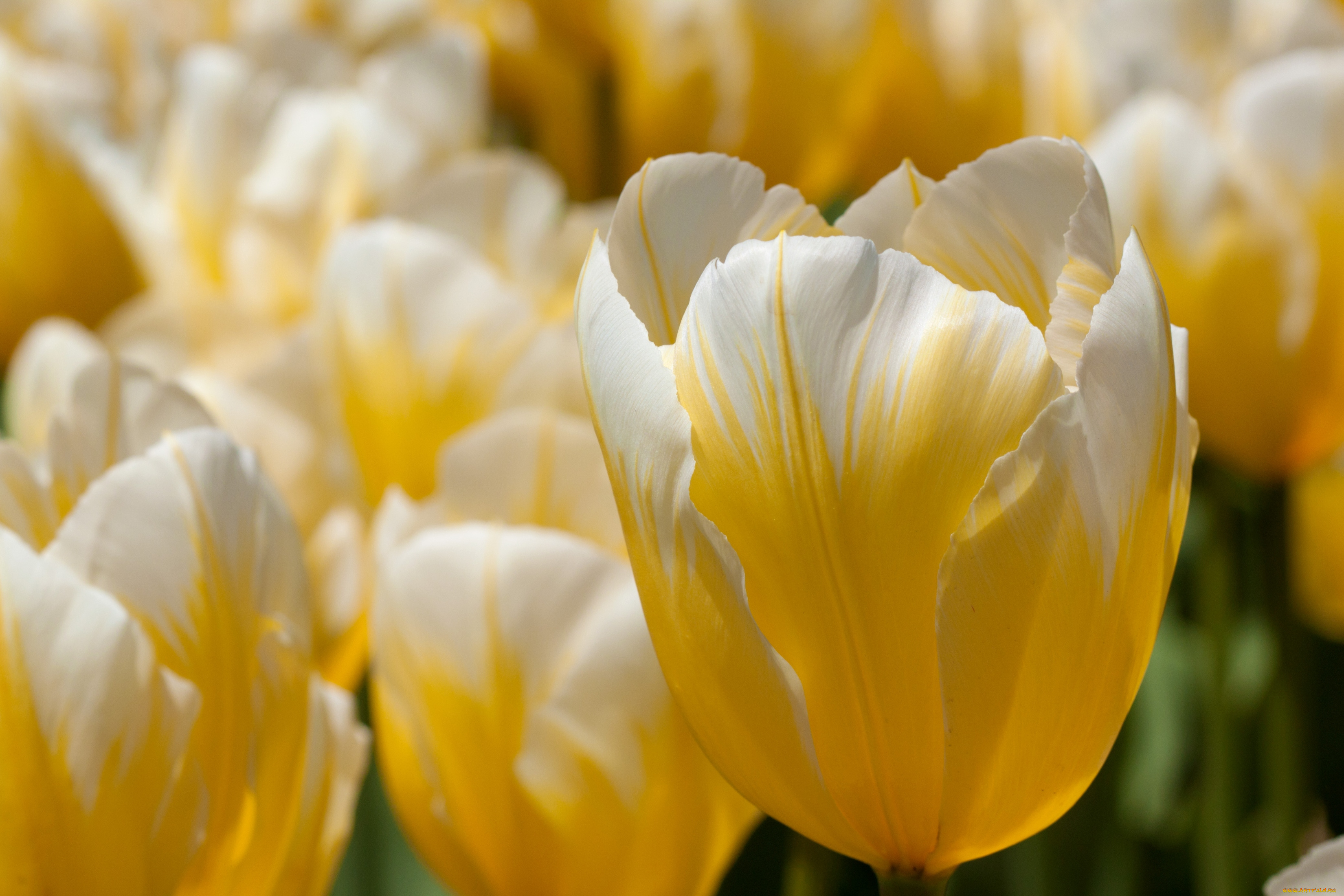 цветы, тюльпаны, желтый