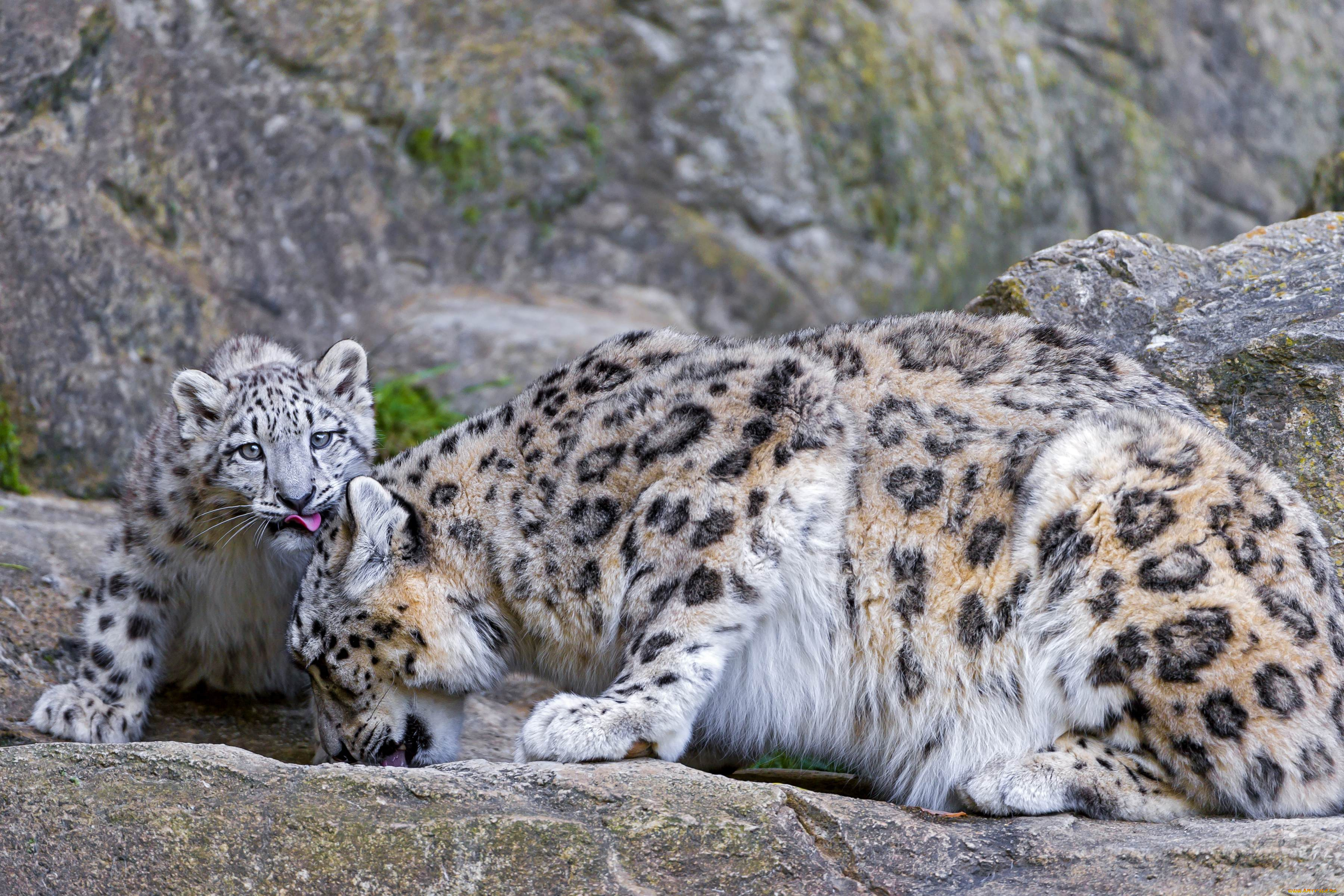 животные, снежный, барс, ирбис, малыш, мама