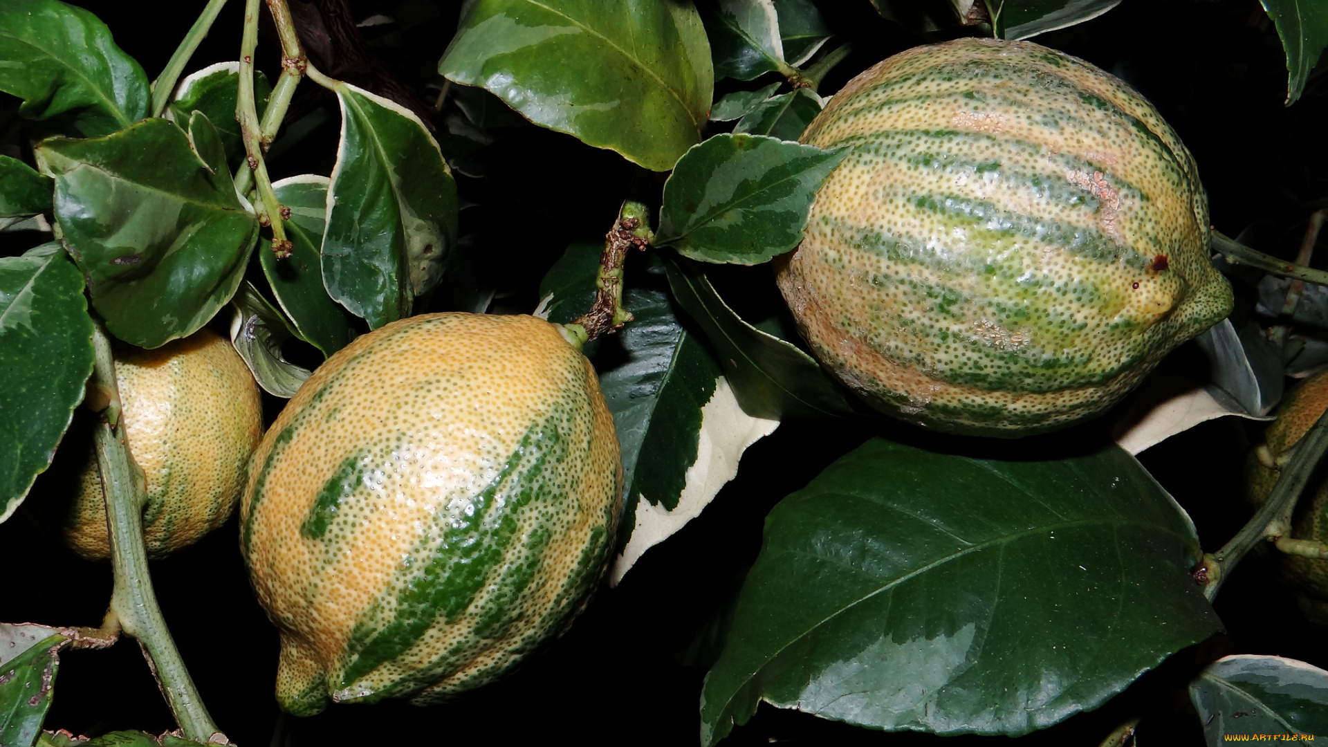 lemon, природа, плоды, лимоны, листья, ветка