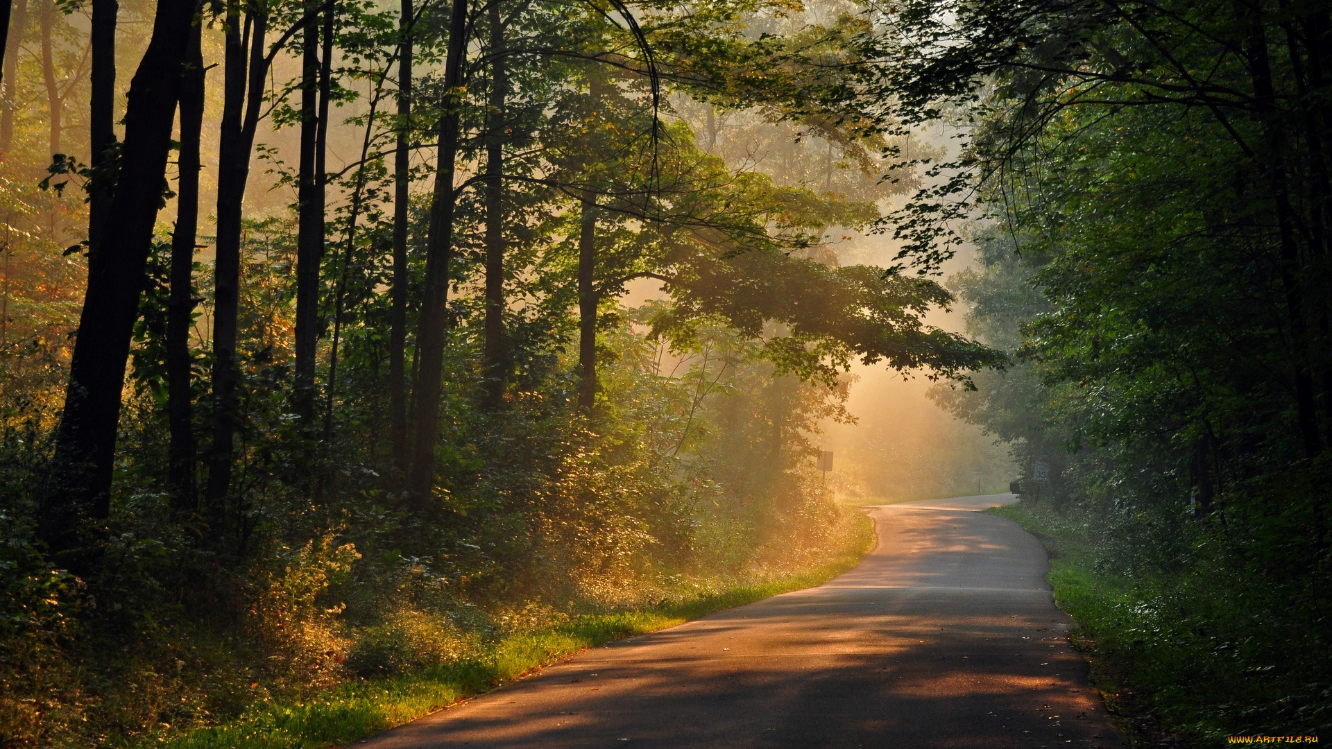 природа, дороги, лес, день, лучи, солнце