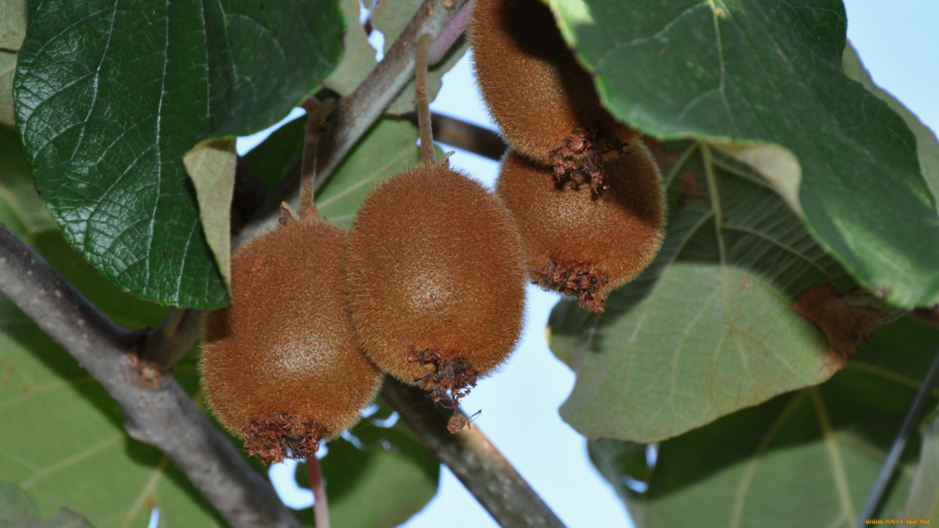 природа, плоды, листья, ветки, киви