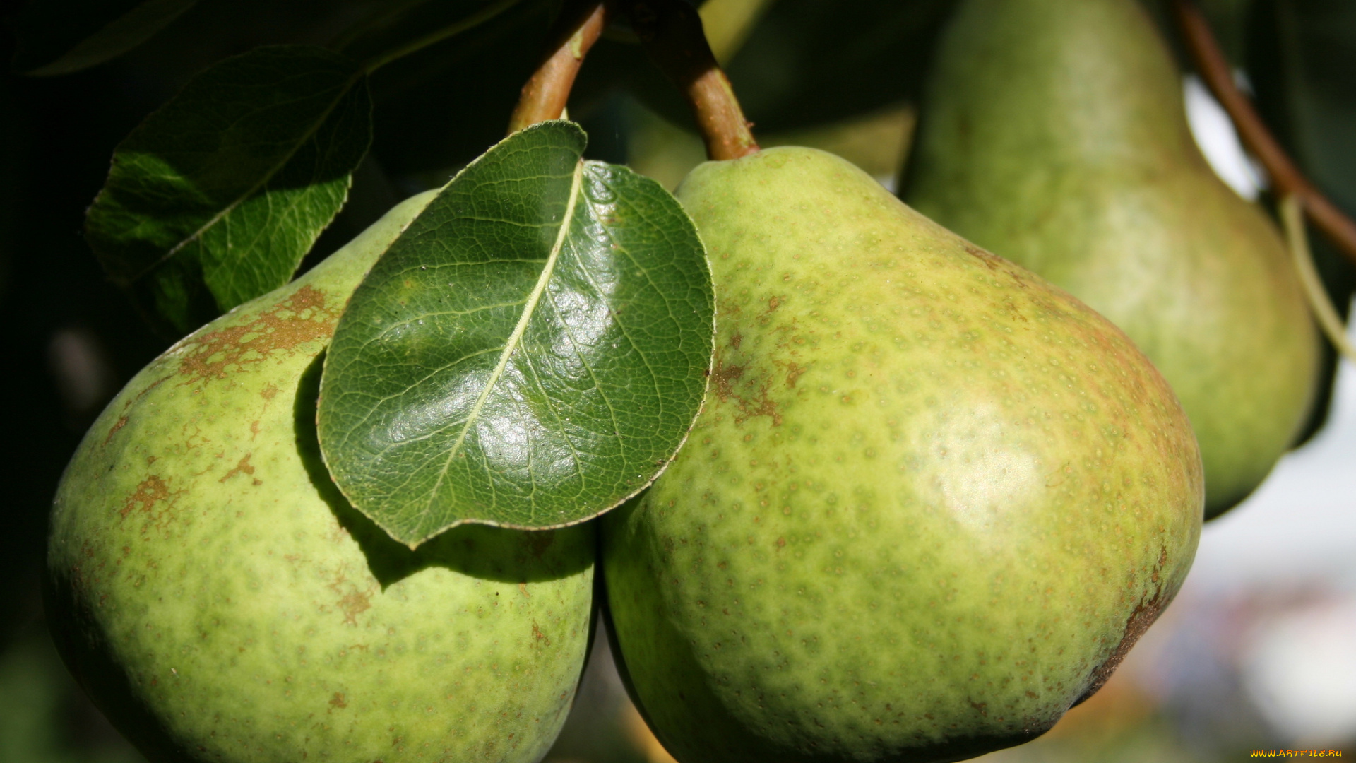 природа, плоды, ветки, листья, груша