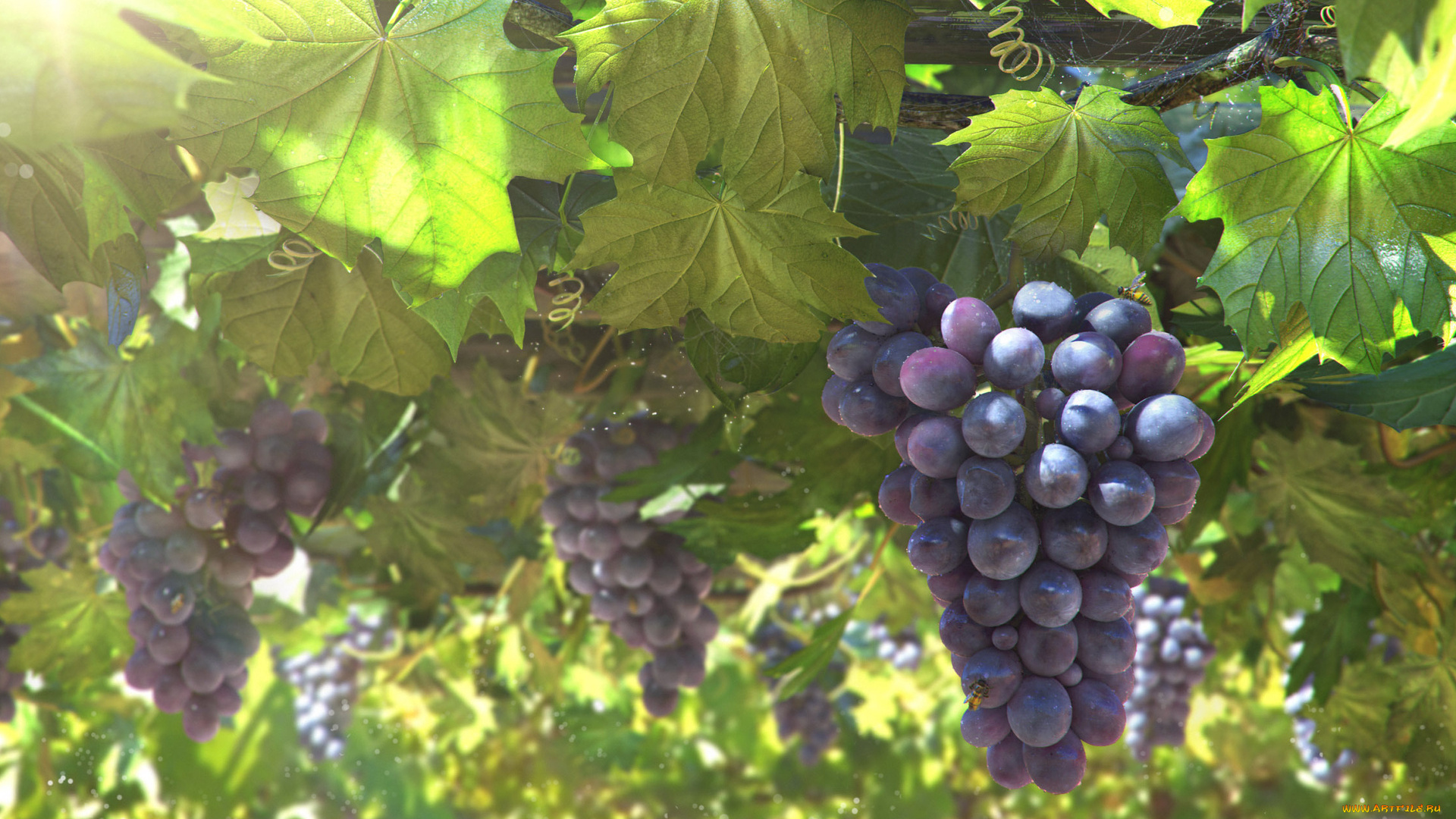 природа, Ягоды, , виноград, листья, виноград, гроздь, арт, лоза, солнце