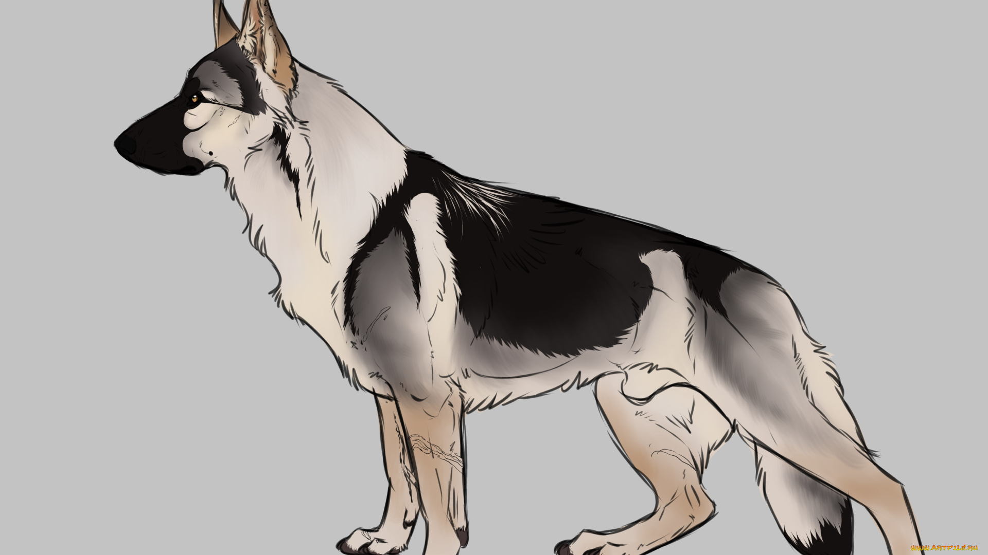 рисованные, животные, , собаки, собака