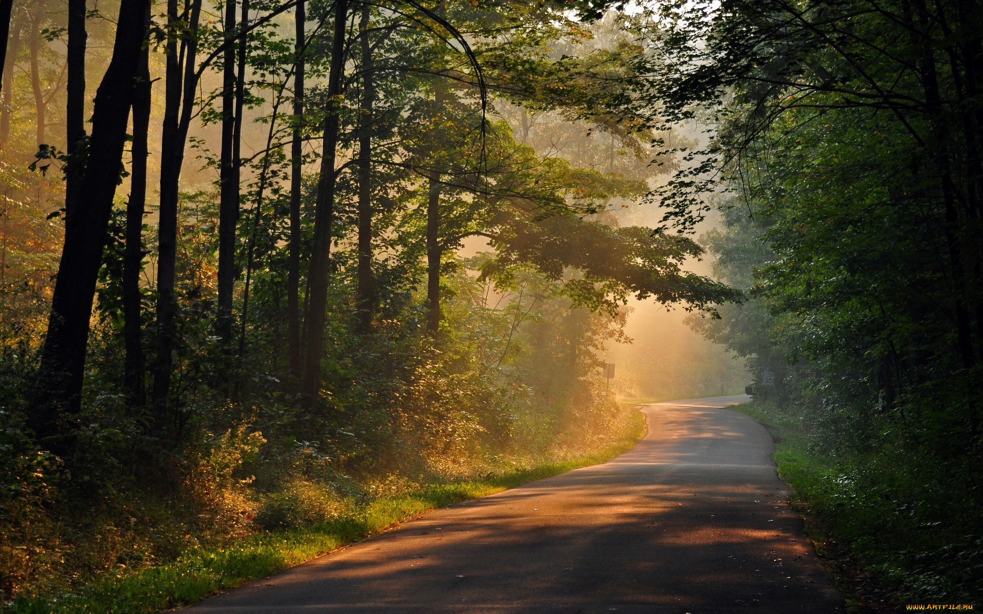 природа, дороги, лес, день, лучи, солнце