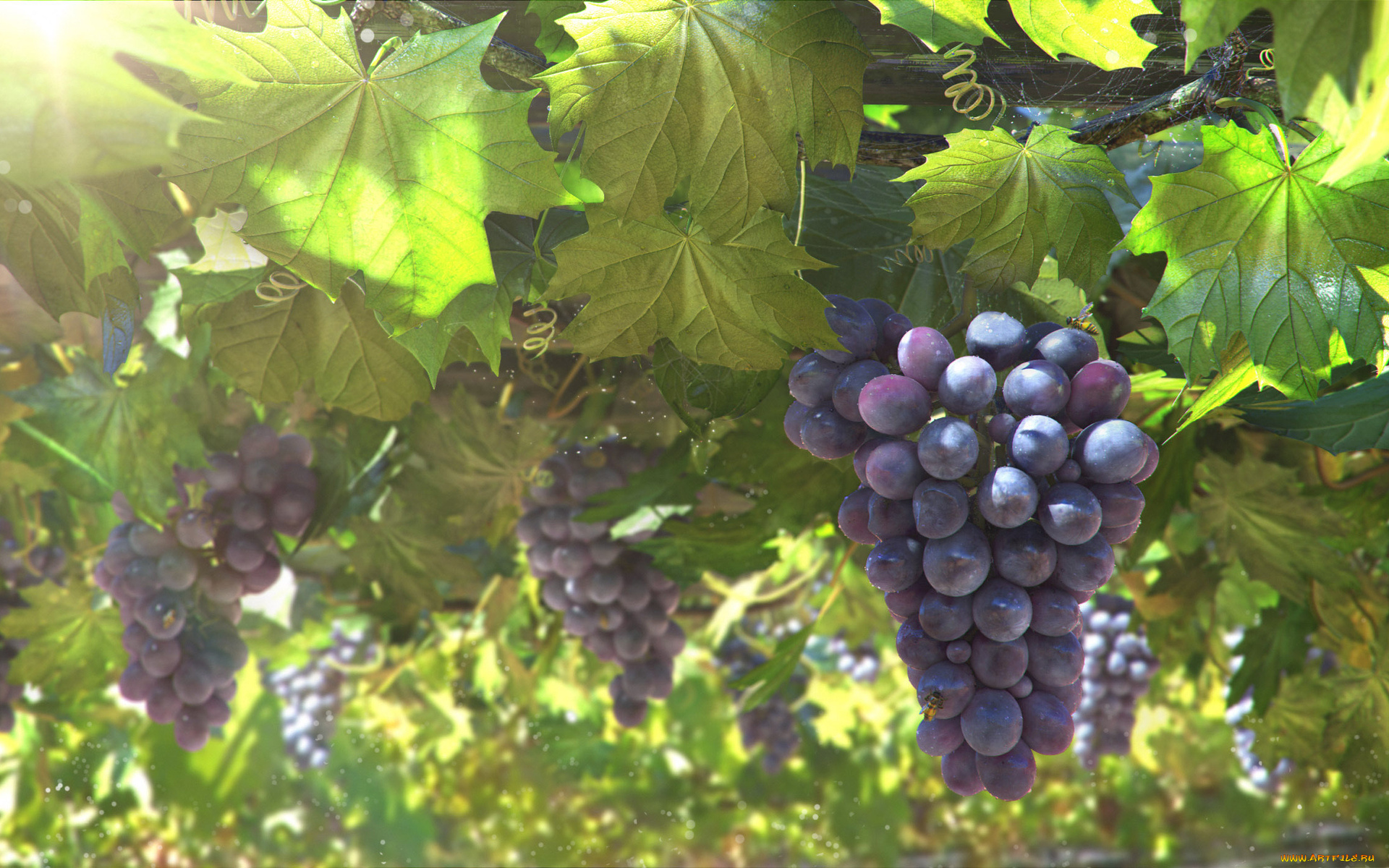 природа, Ягоды, , виноград, листья, виноград, гроздь, арт, лоза, солнце