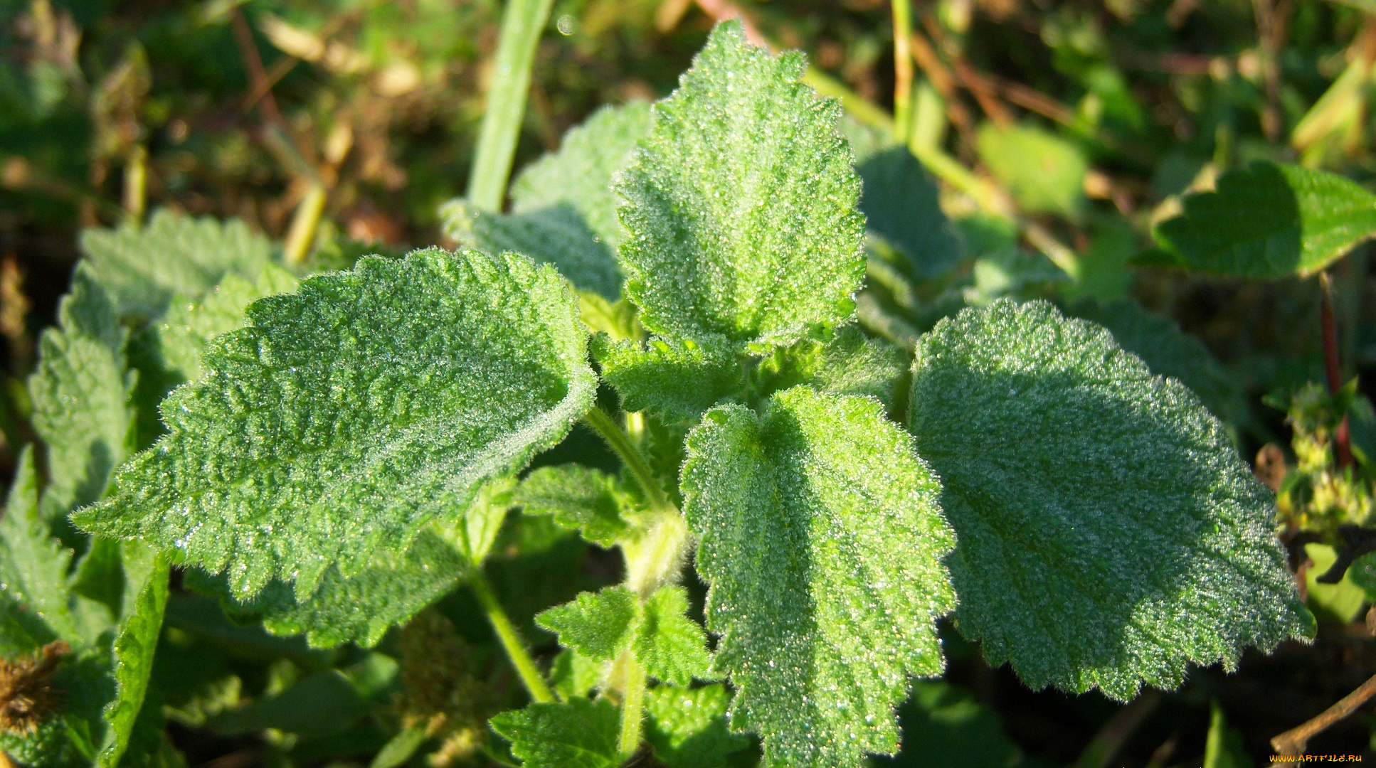 природа, листья, блики, зелень, капли, росы