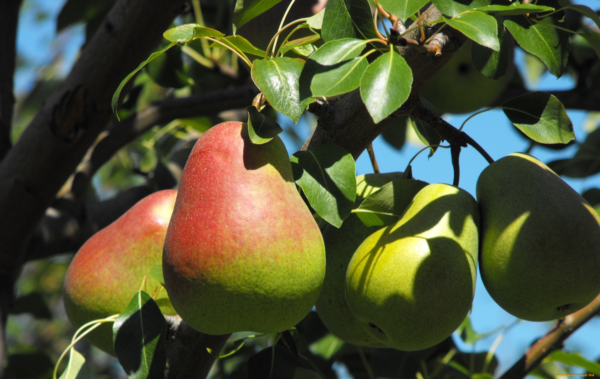 природа, плоды, листья, груша, ветки