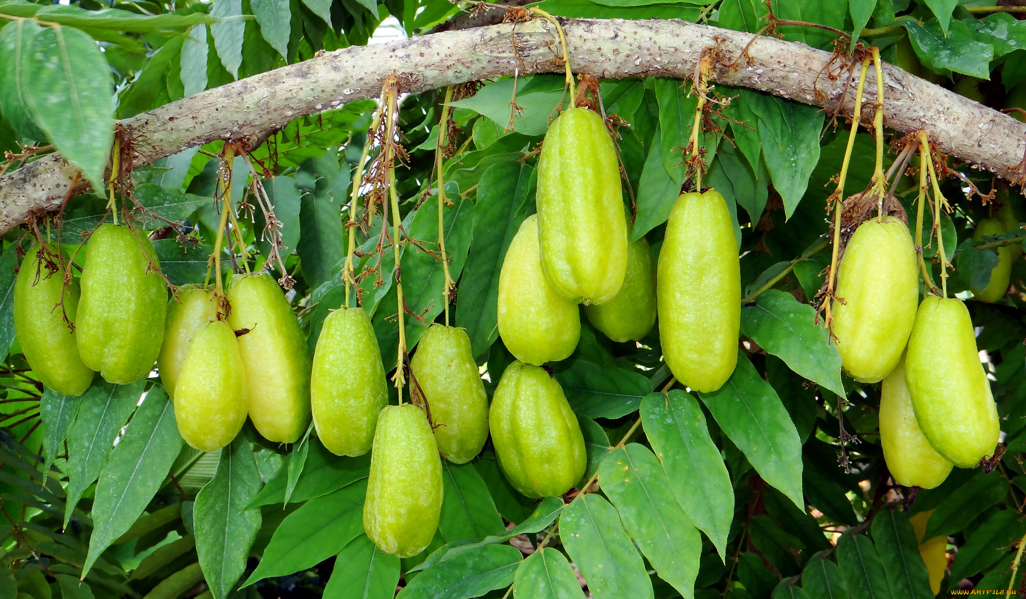 природа, плоды, листья, ветки