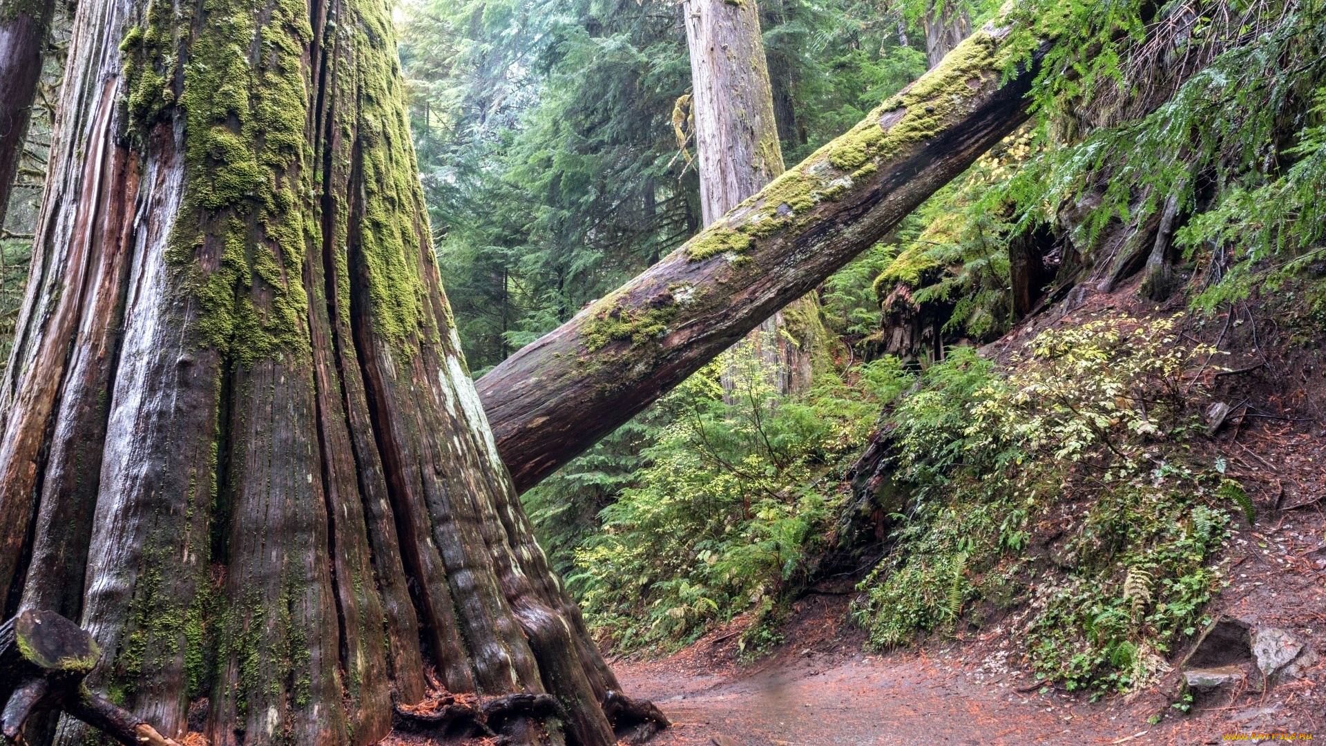 природа, деревья, стволы