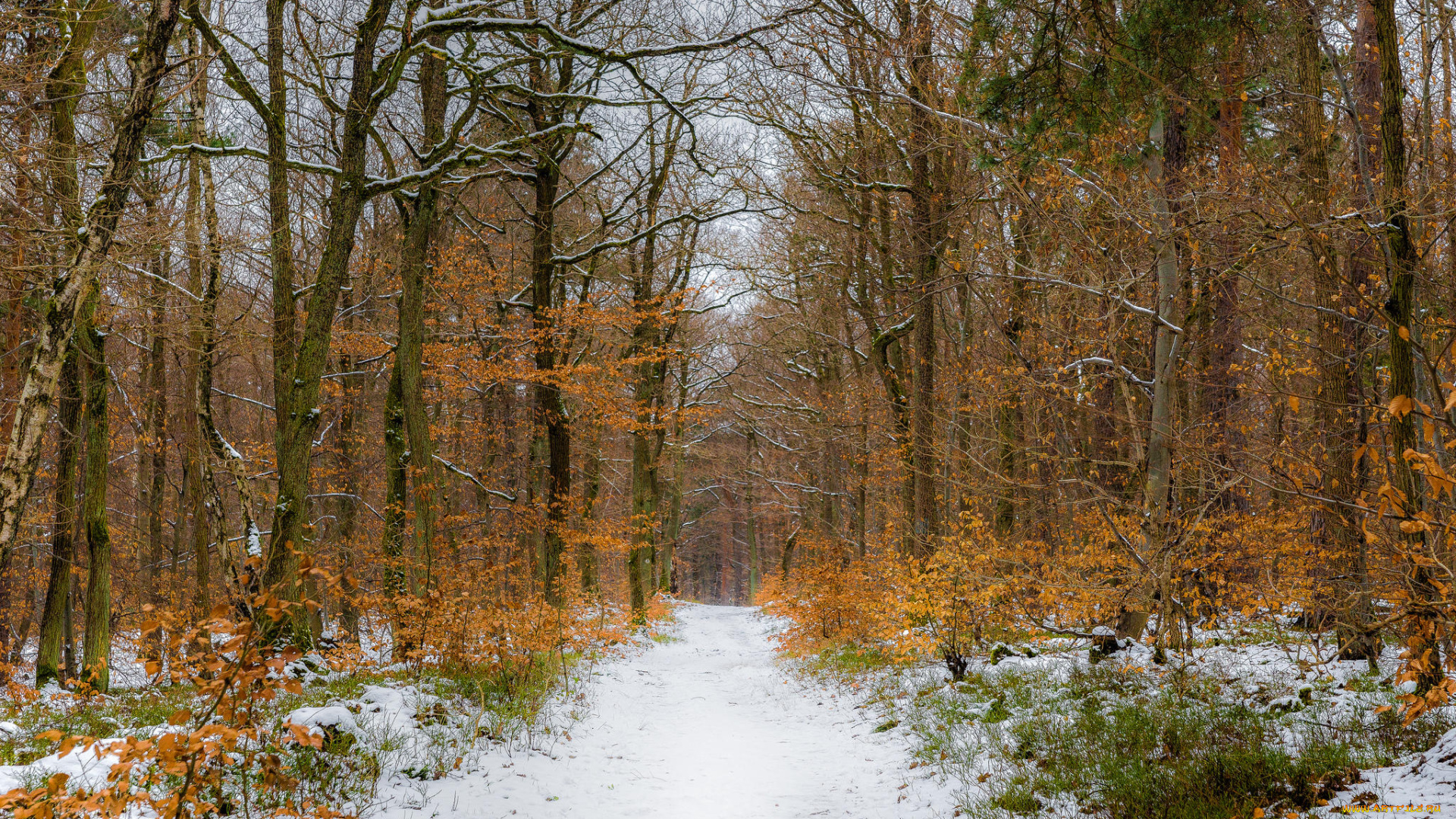 природа, дороги, деревья, снег