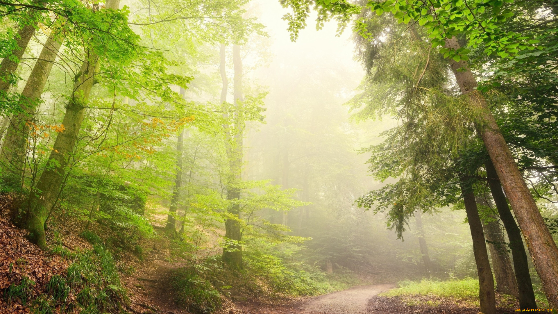природа, дороги, дорога, солнечные, лучи, солнце, деревья, лес