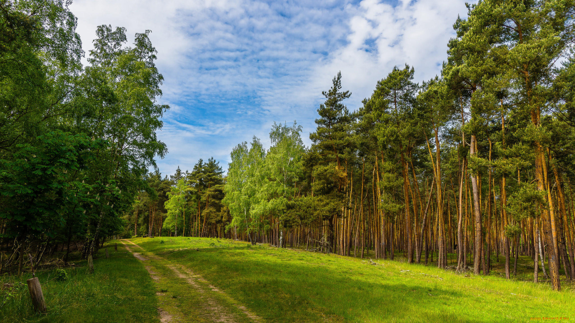 природа, дороги, пейзаж, дорога, деревья, лес