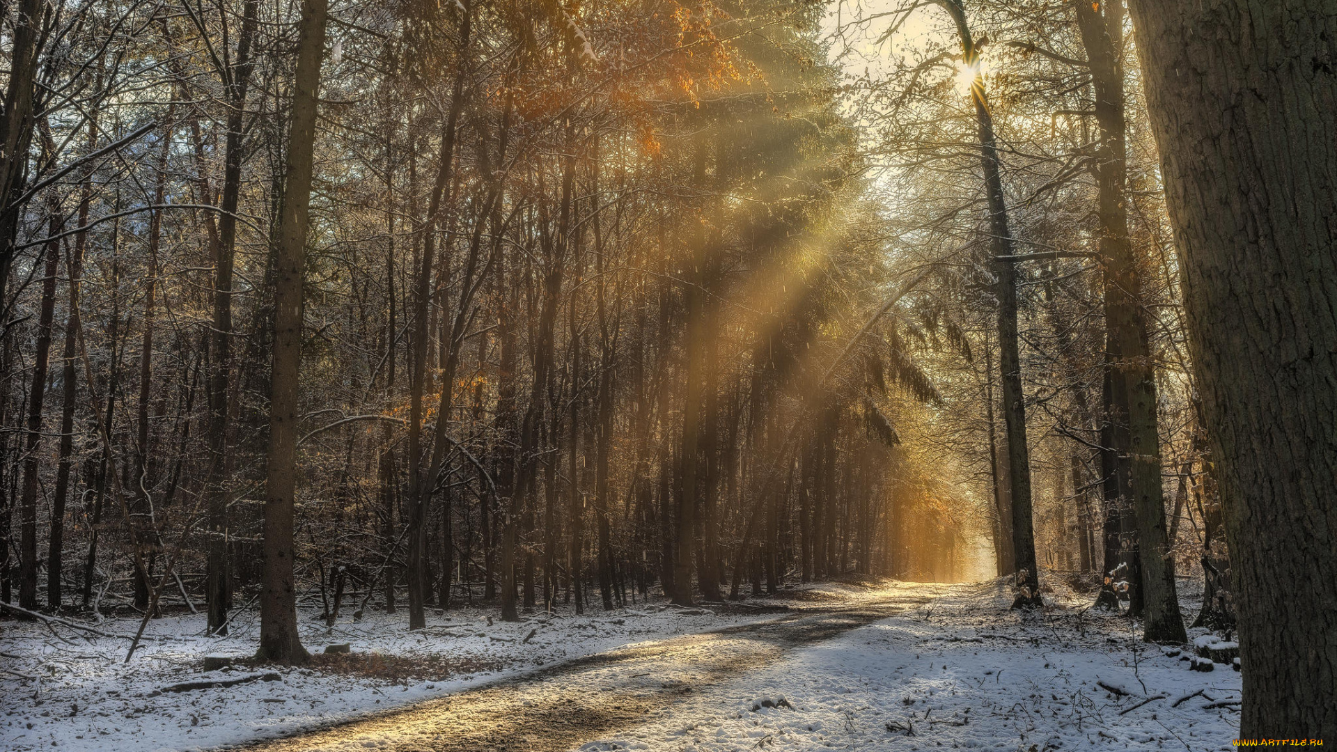 природа, дороги, снег, деревья