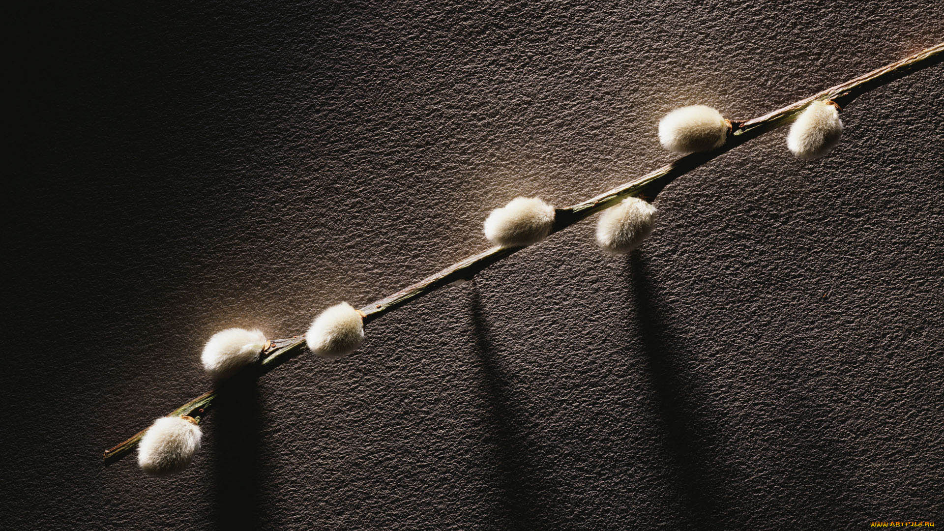 природа, другое, почки, веточка, растение