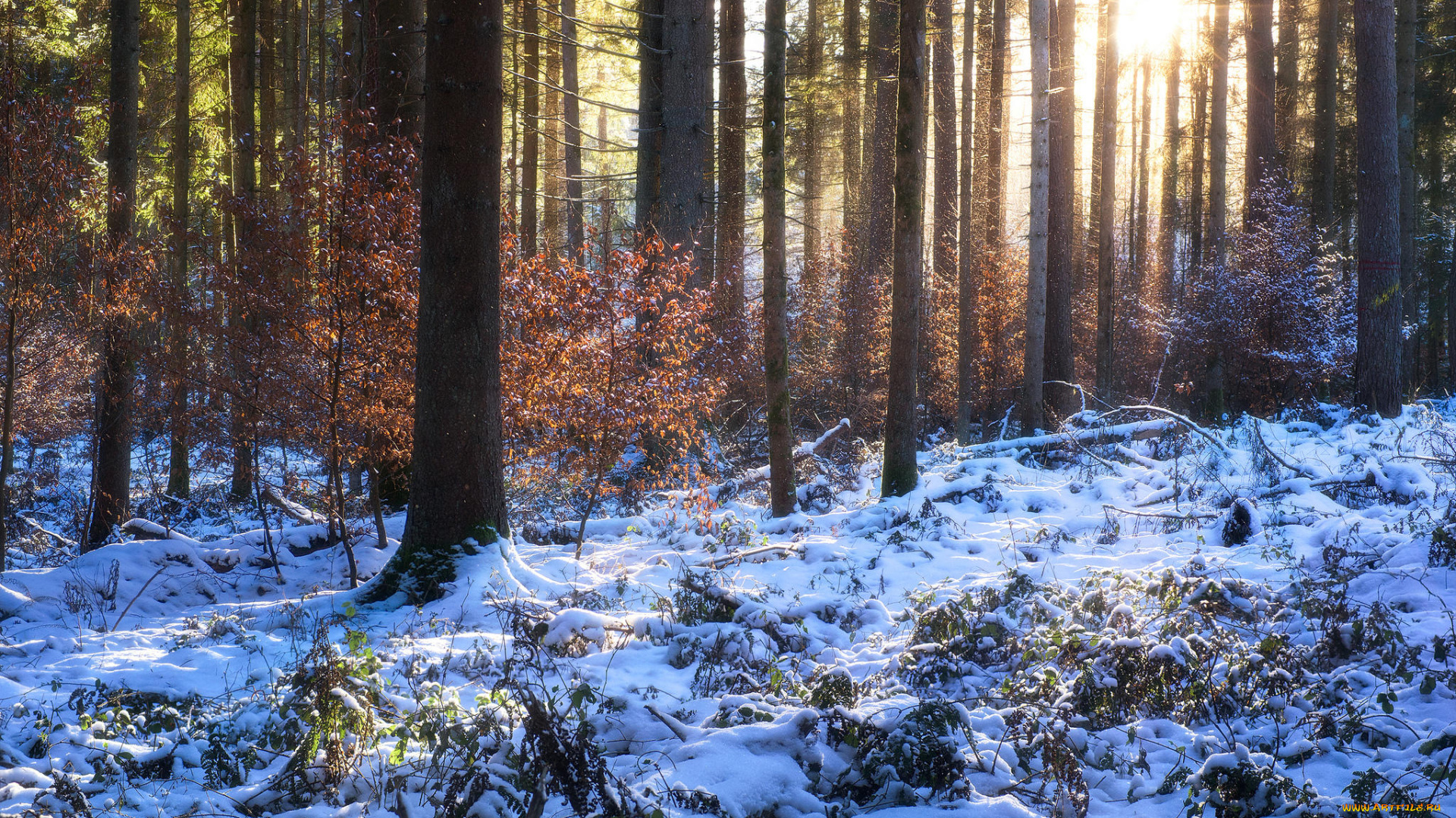 природа, лес, деревья, снег