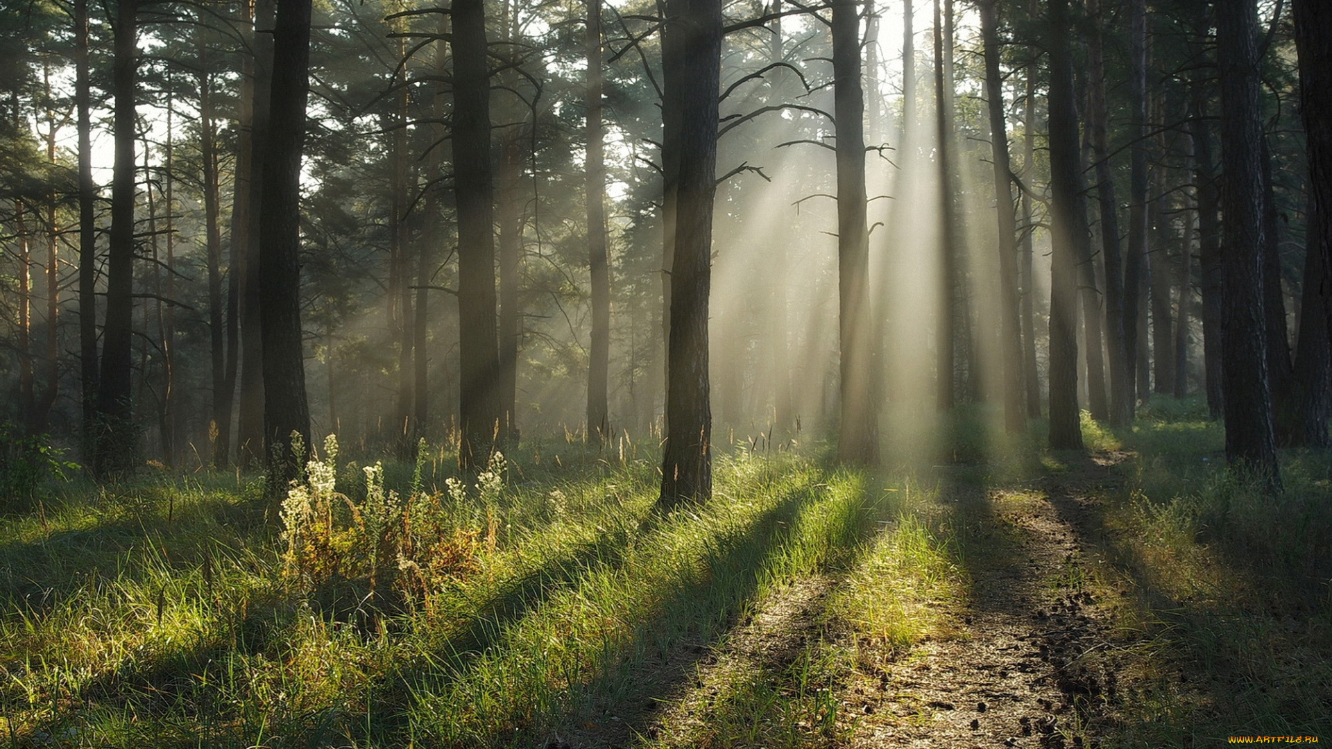 природа, лес, лучи