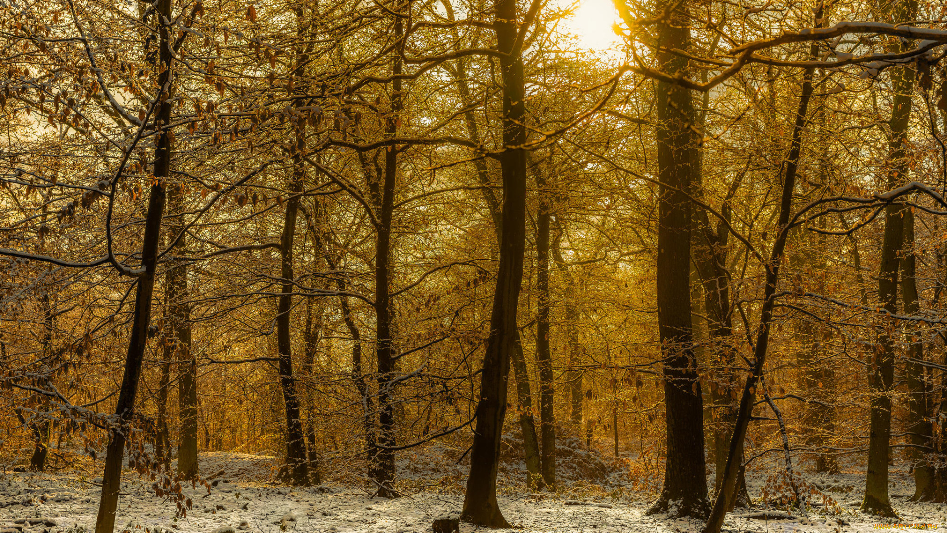 природа, лес, снег, деревья