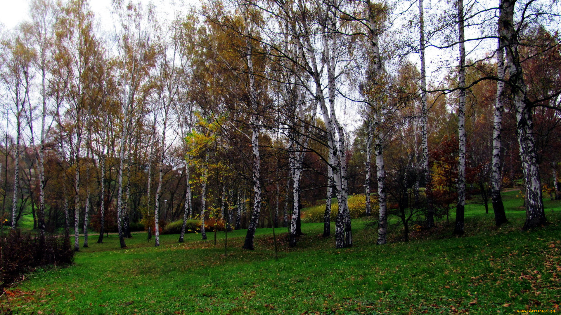 природа, парк, березки, осень